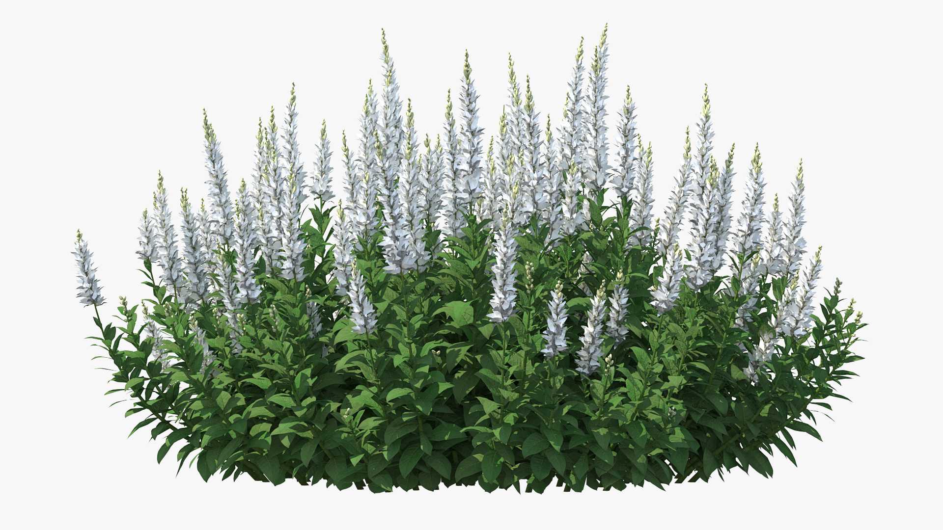 3D model Blooming Meadow Sage Snow Will
