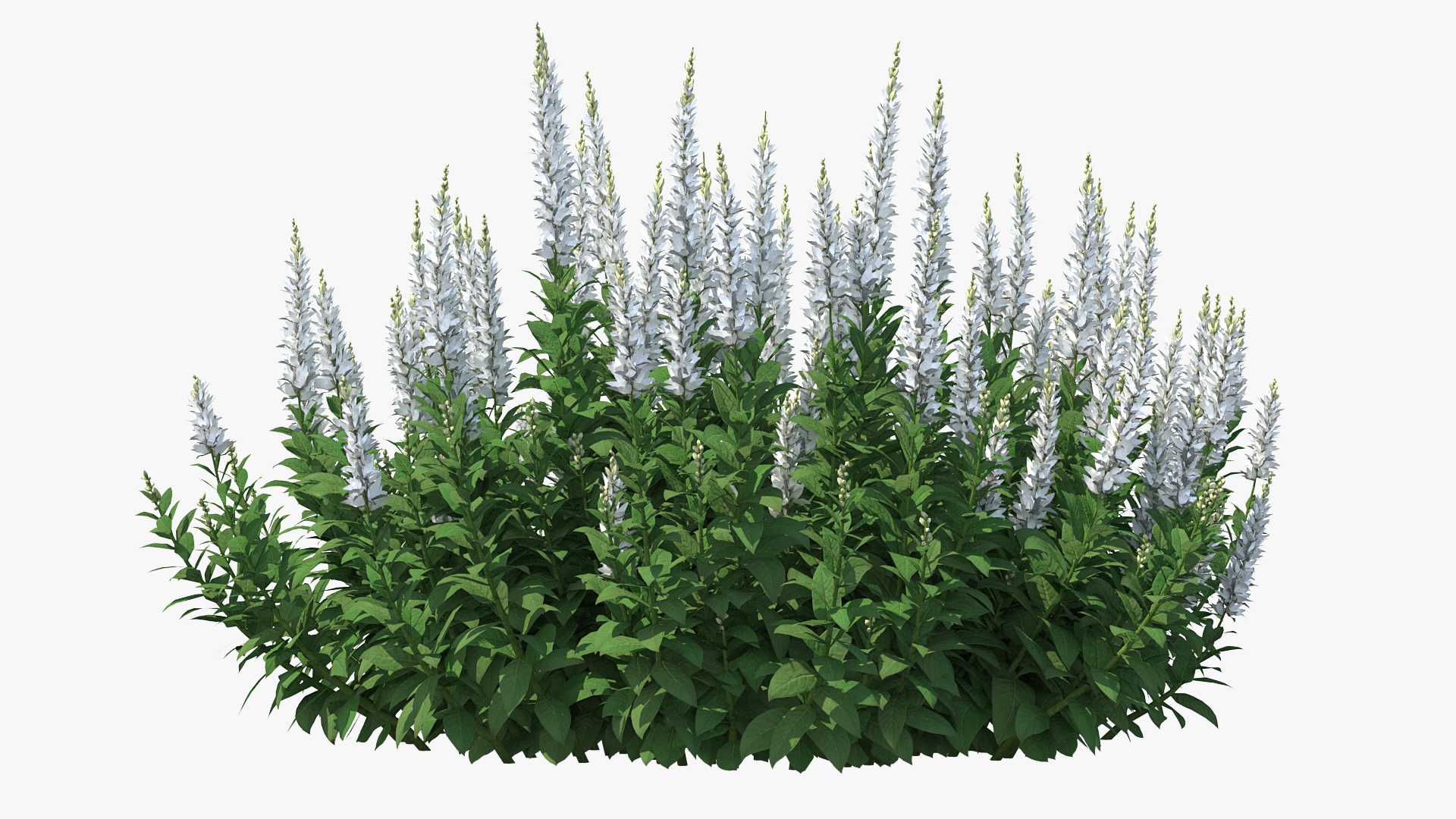 3D model Blooming Meadow Sage Snow Will