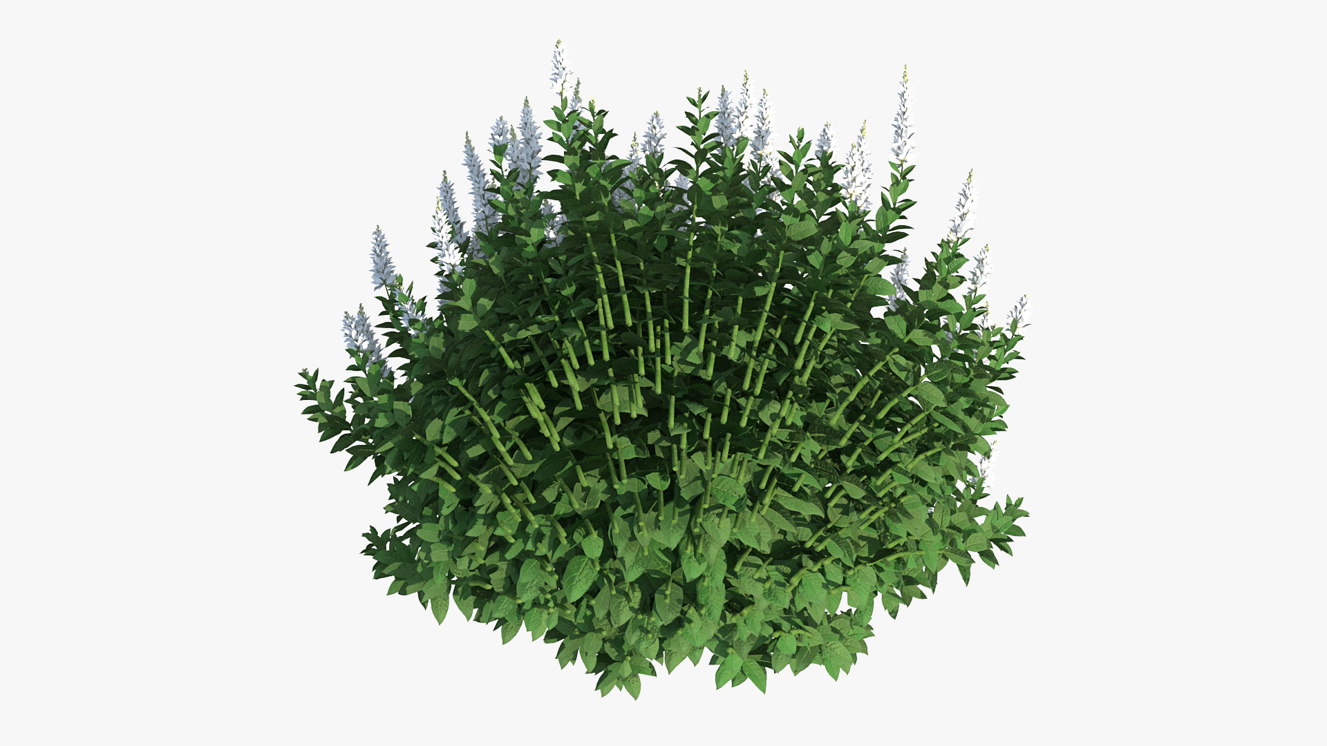 3D model Blooming Meadow Sage Snow Will