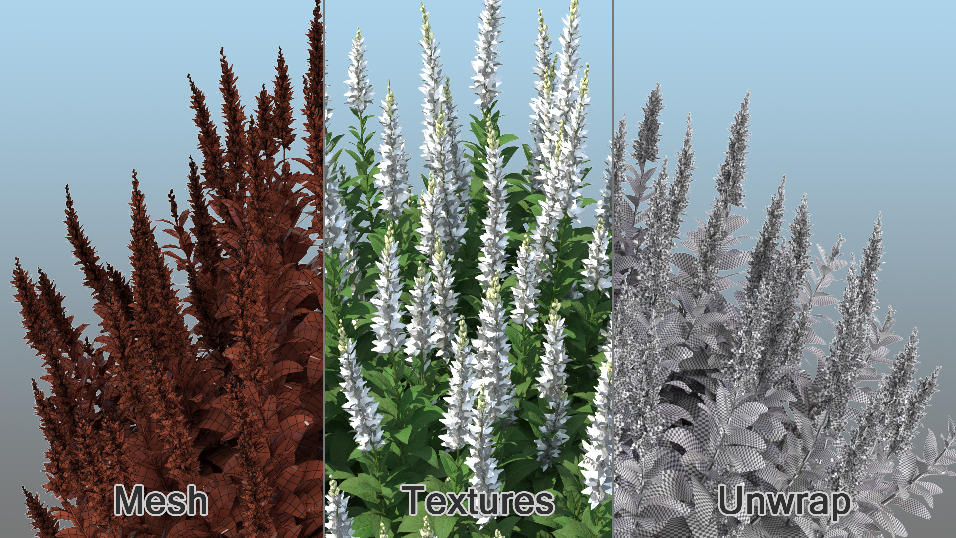 3D model Blooming Meadow Sage Snow Will
