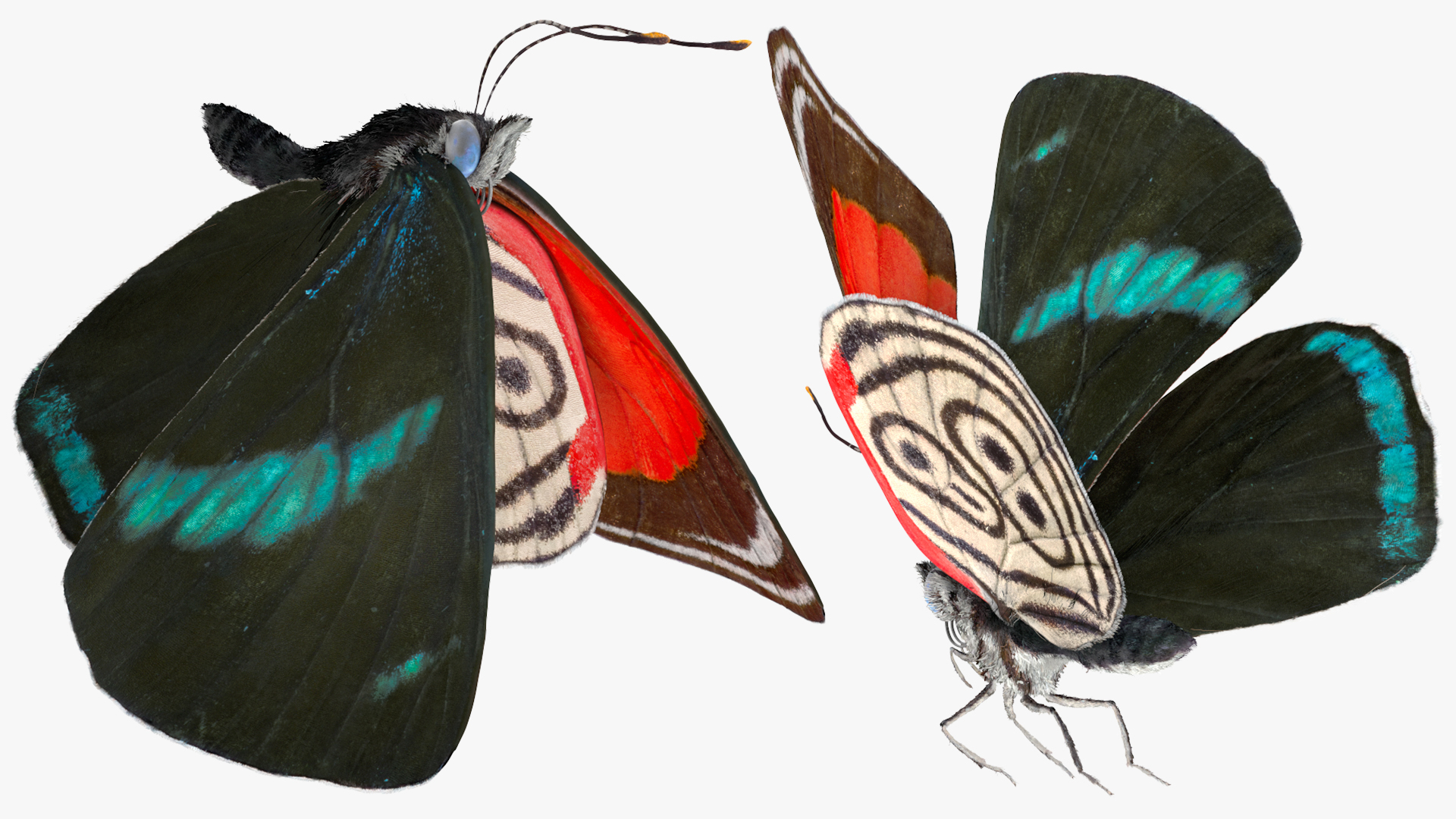 Animated Diaethria Clymena Butterfly Flight Fur 3D
