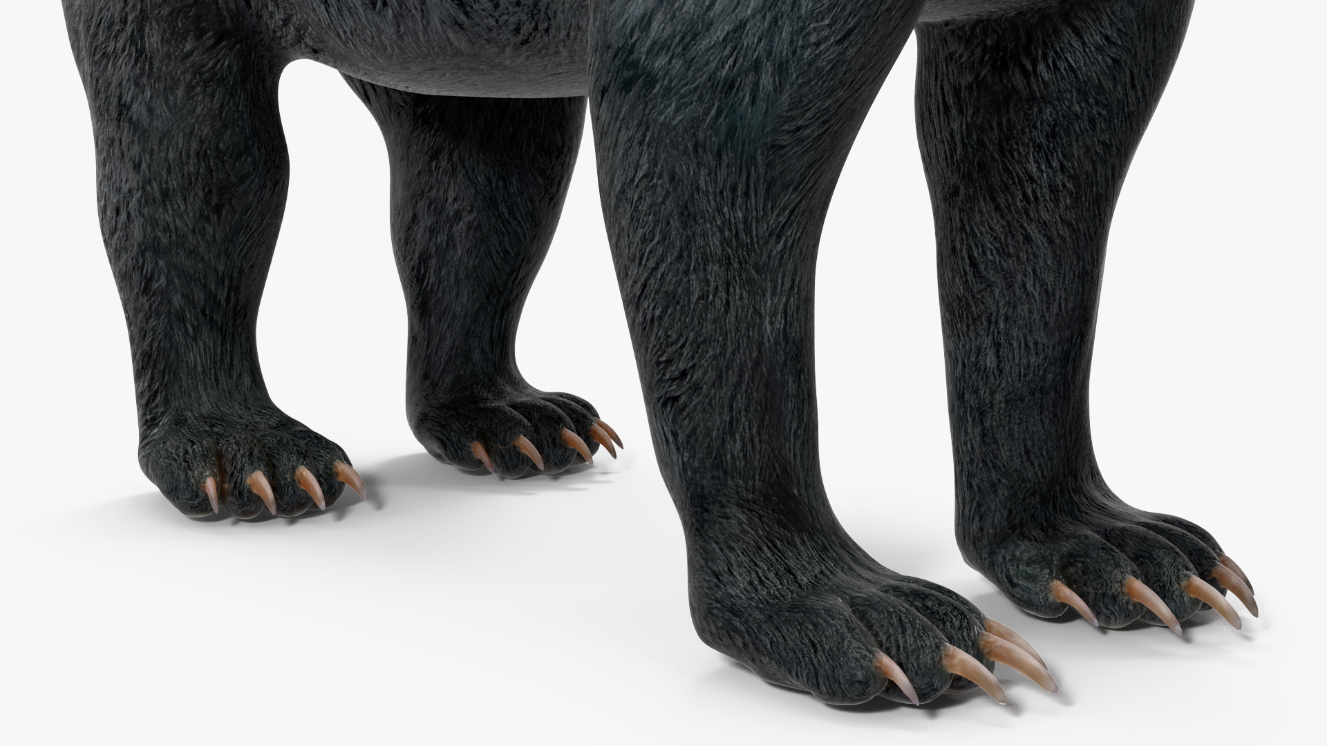 3D Black Bear Rigged for Maya