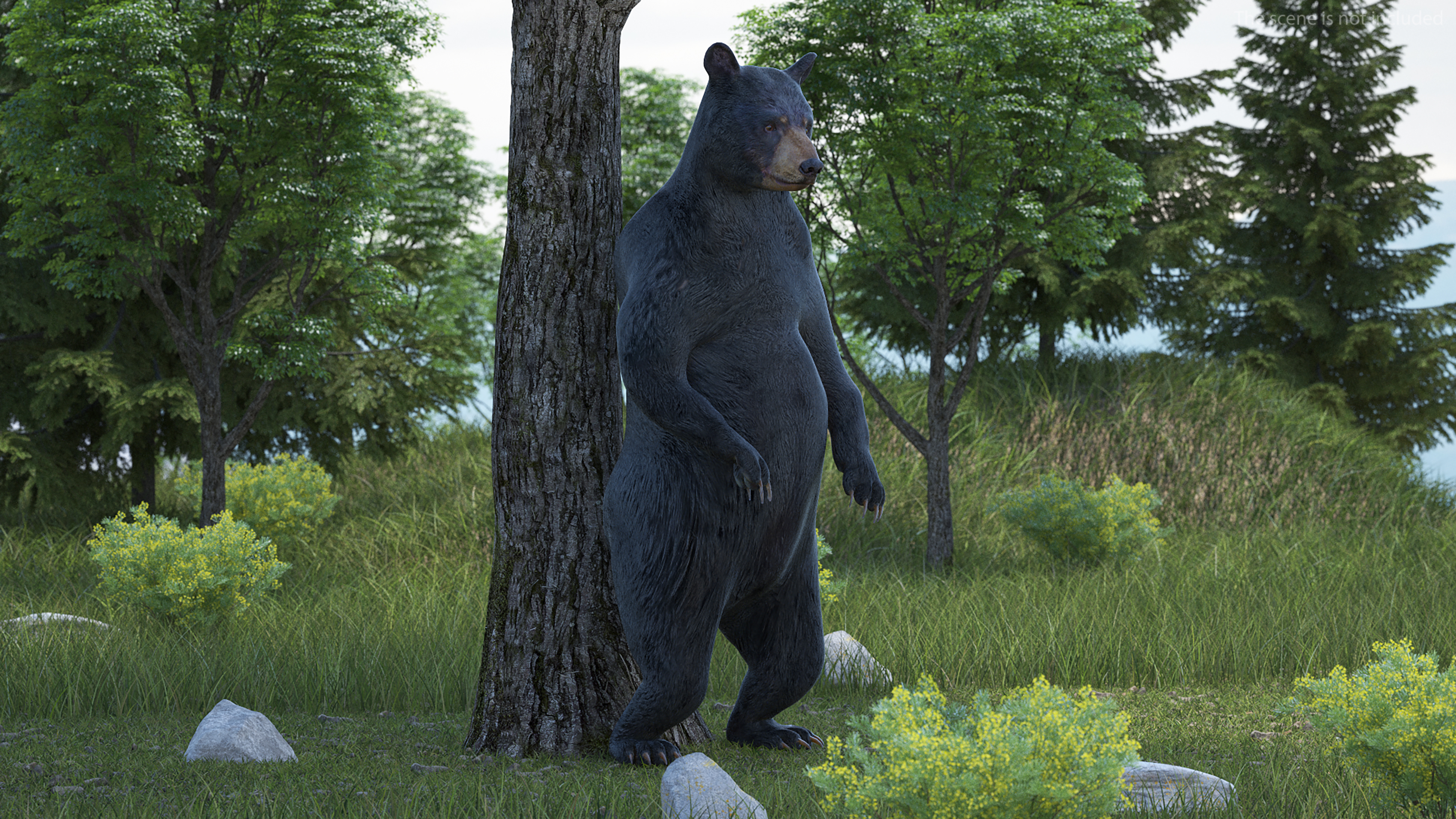 3D Black Bear Rigged for Maya