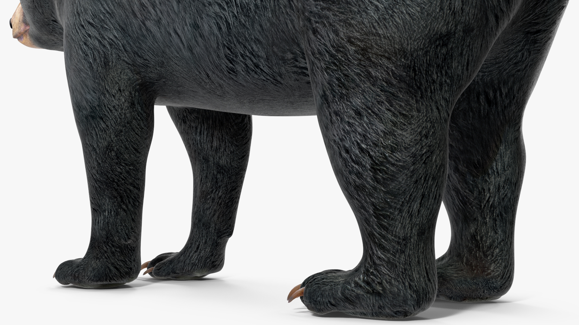 3D Black Bear Rigged for Maya