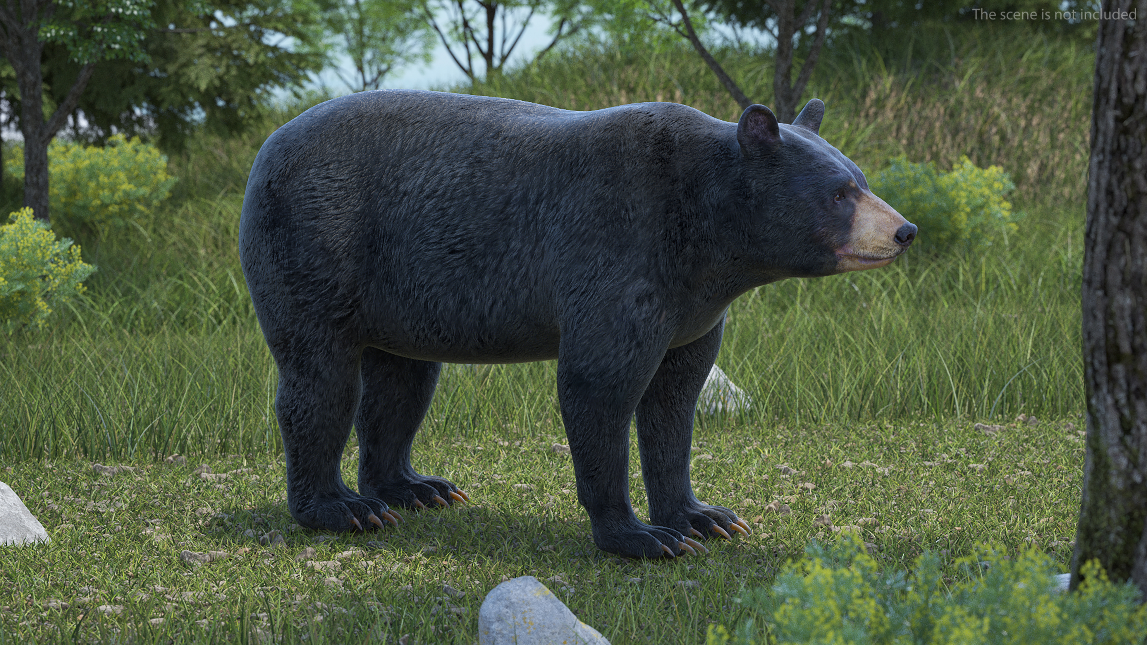 3D Black Bear Rigged for Maya