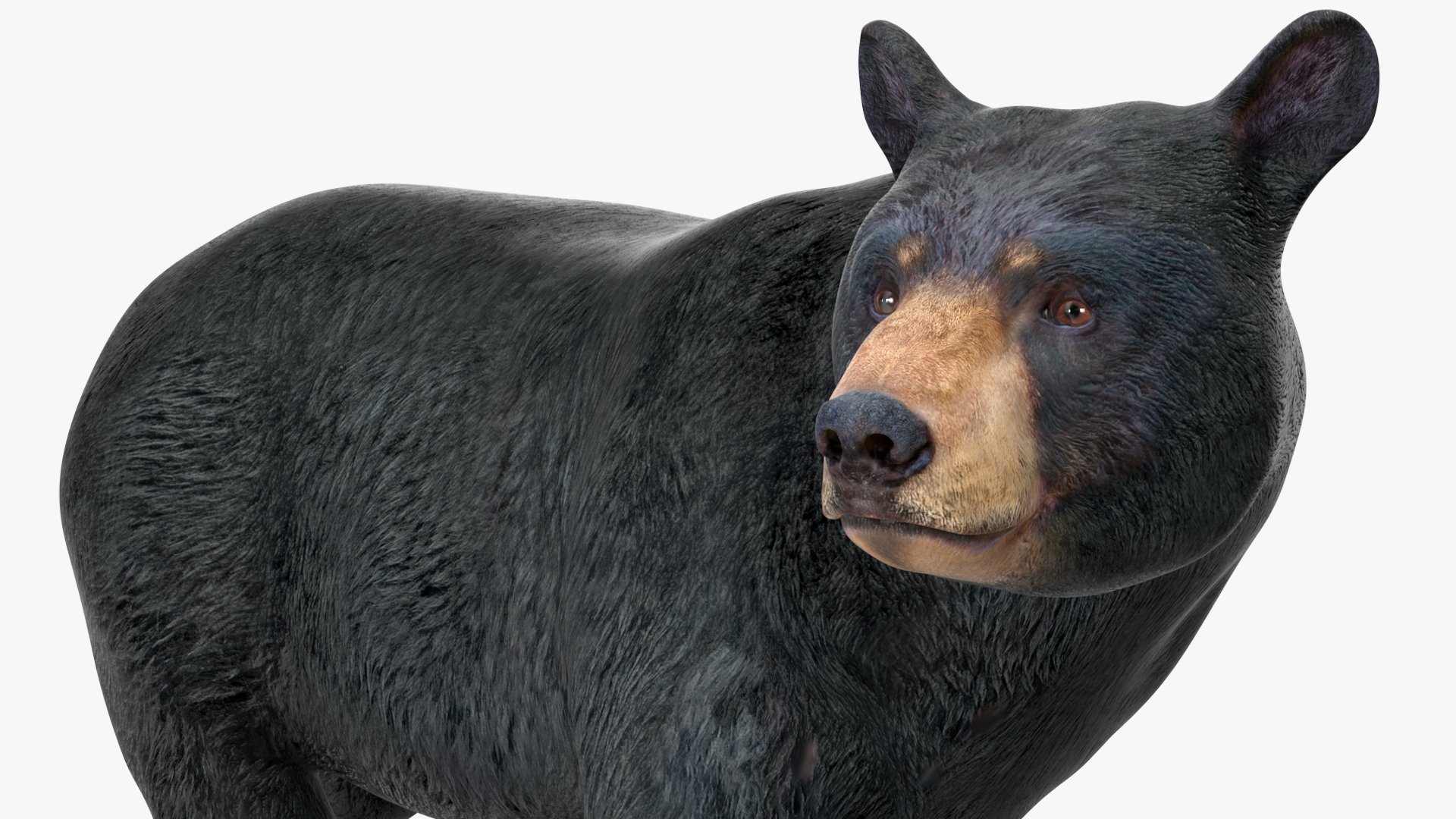 3D Black Bear Rigged for Maya