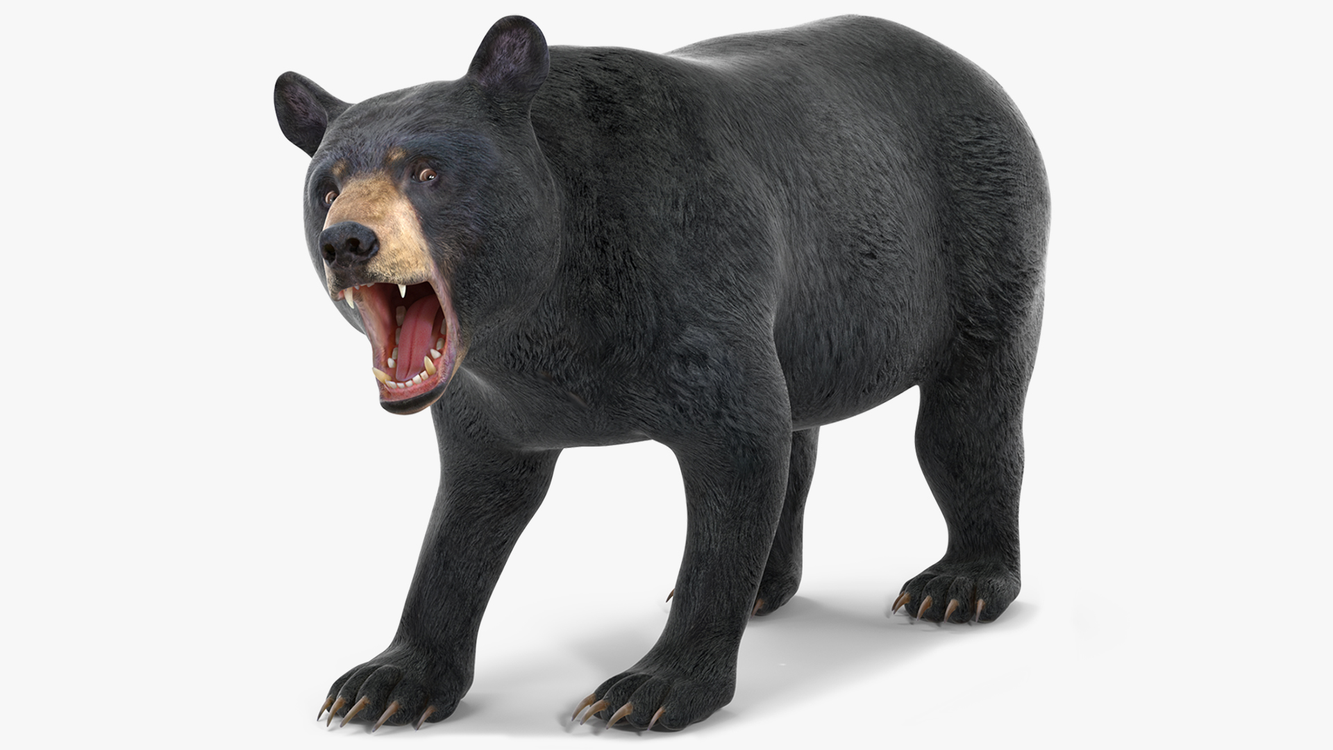3D Black Bear Rigged for Maya