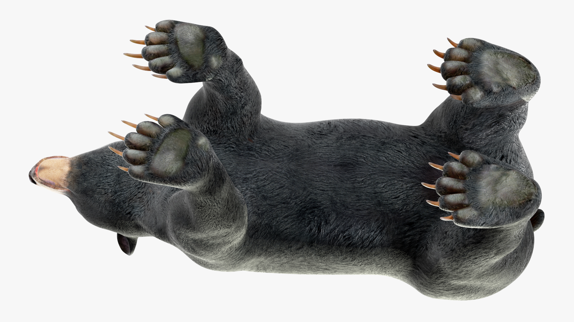 3D Black Bear Rigged for Maya