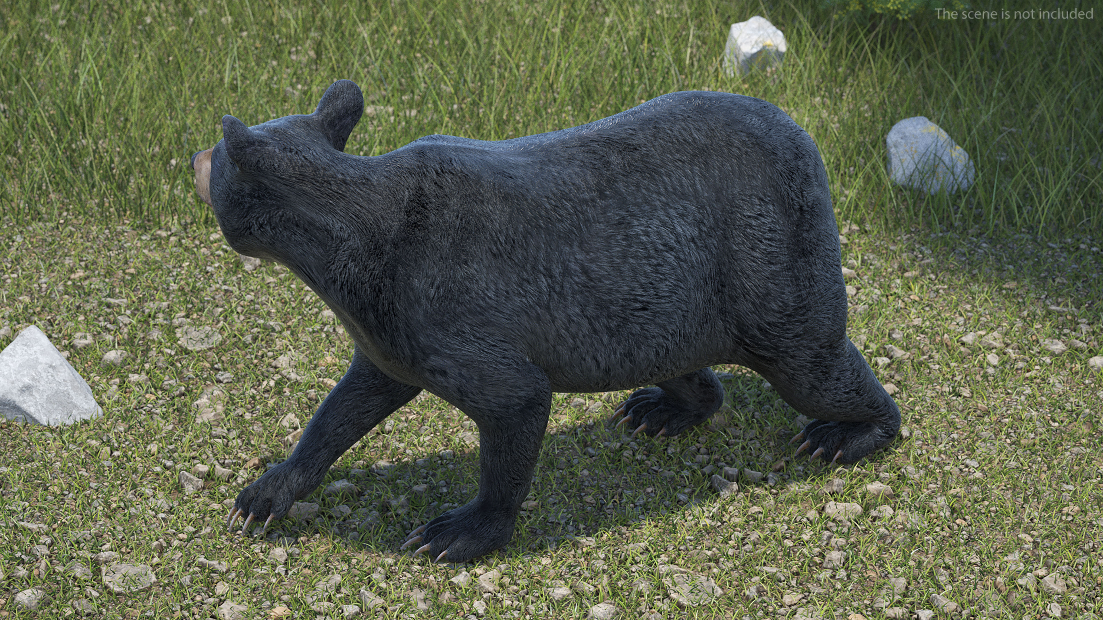 3D Black Bear Rigged for Maya