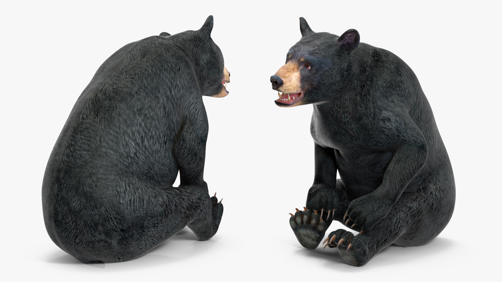 3D Black Bear Rigged for Maya