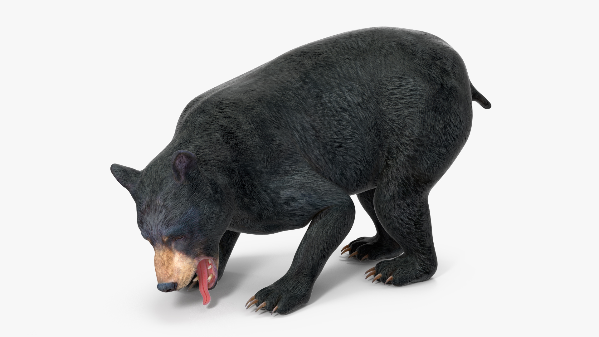 3D Black Bear Rigged for Maya