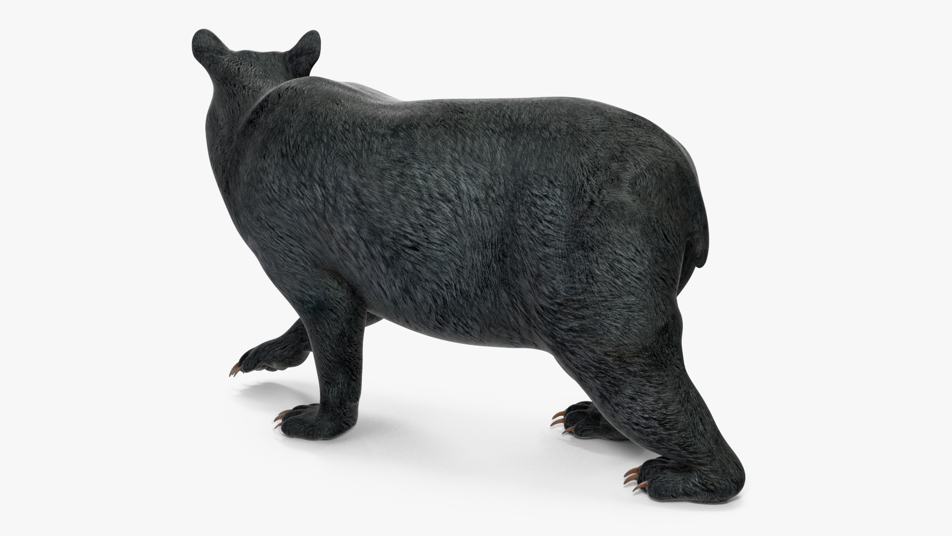 3D Black Bear Rigged for Maya