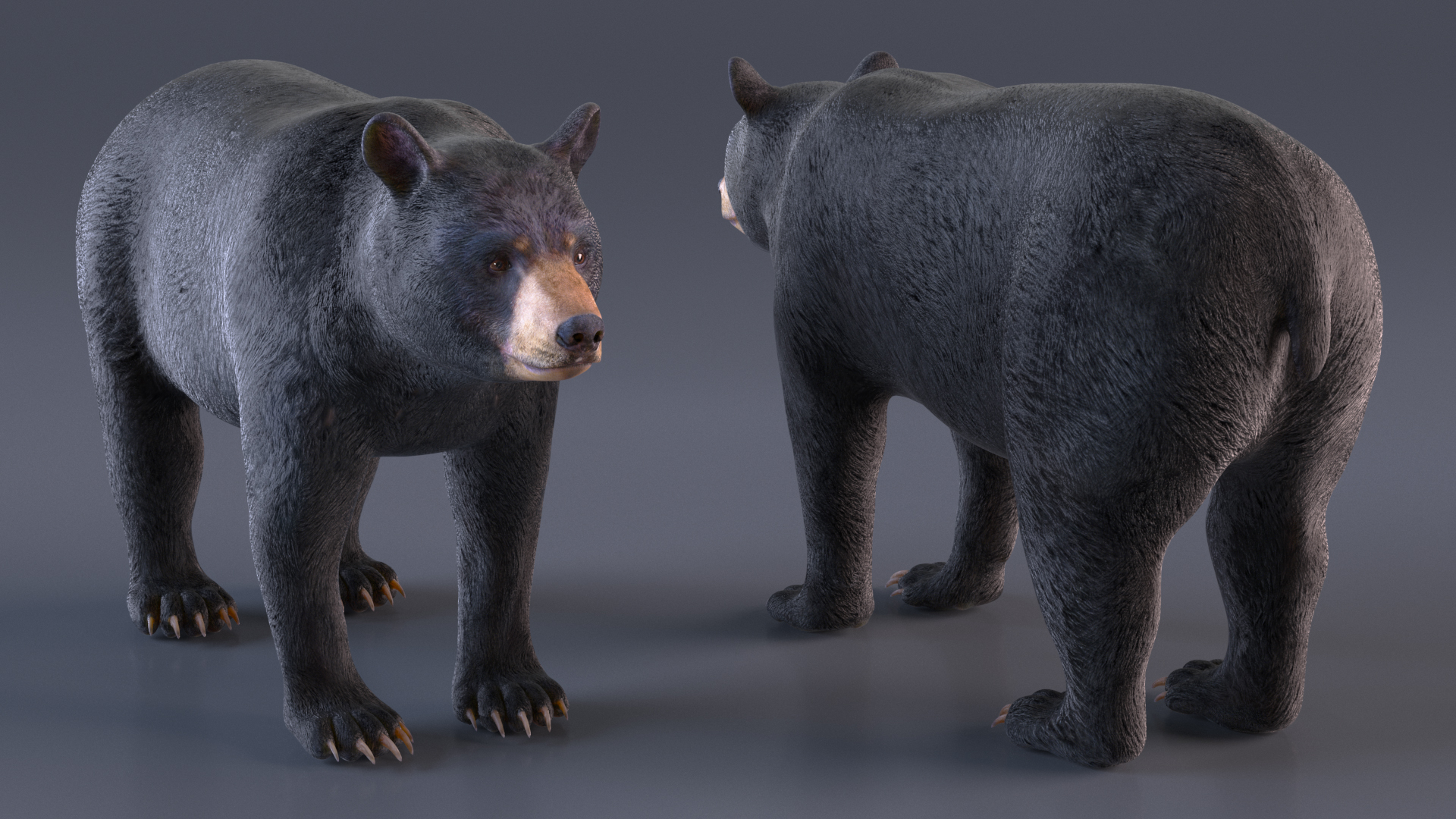 3D Black Bear Rigged for Maya