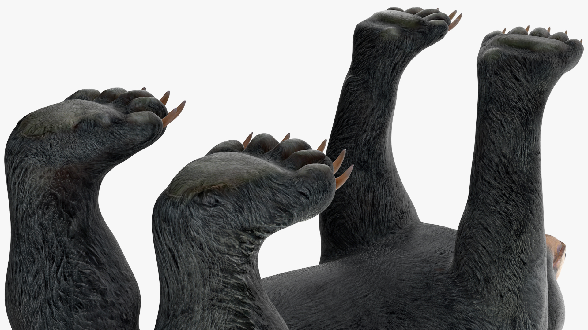 3D Black Bear Rigged for Maya