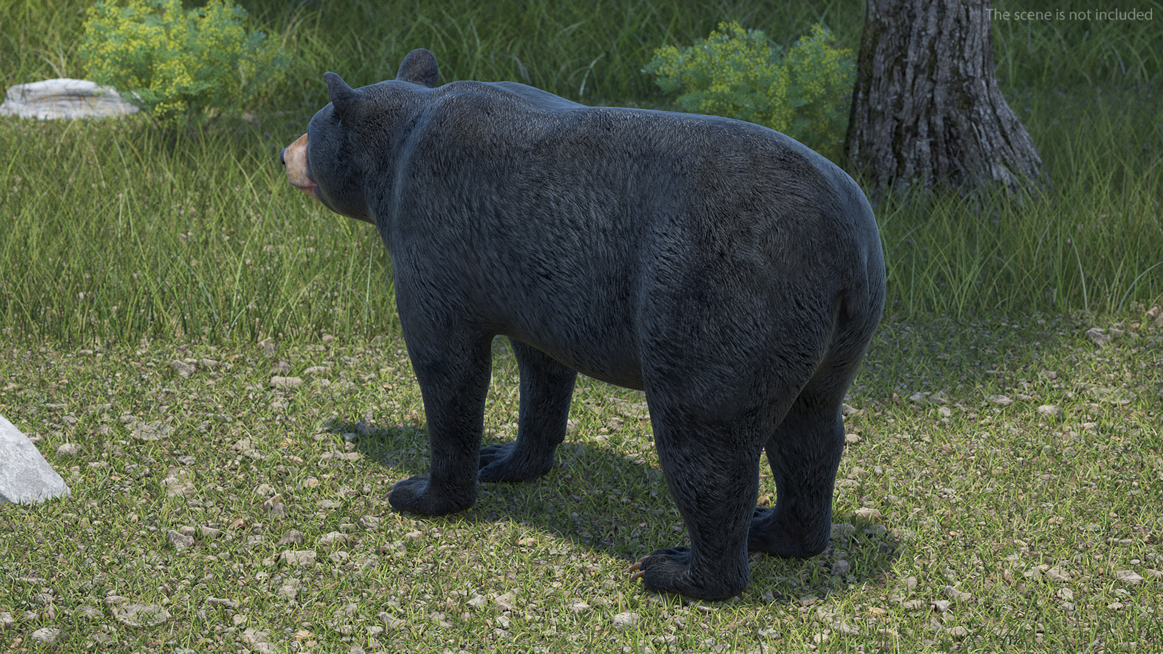 3D Black Bear Rigged for Maya