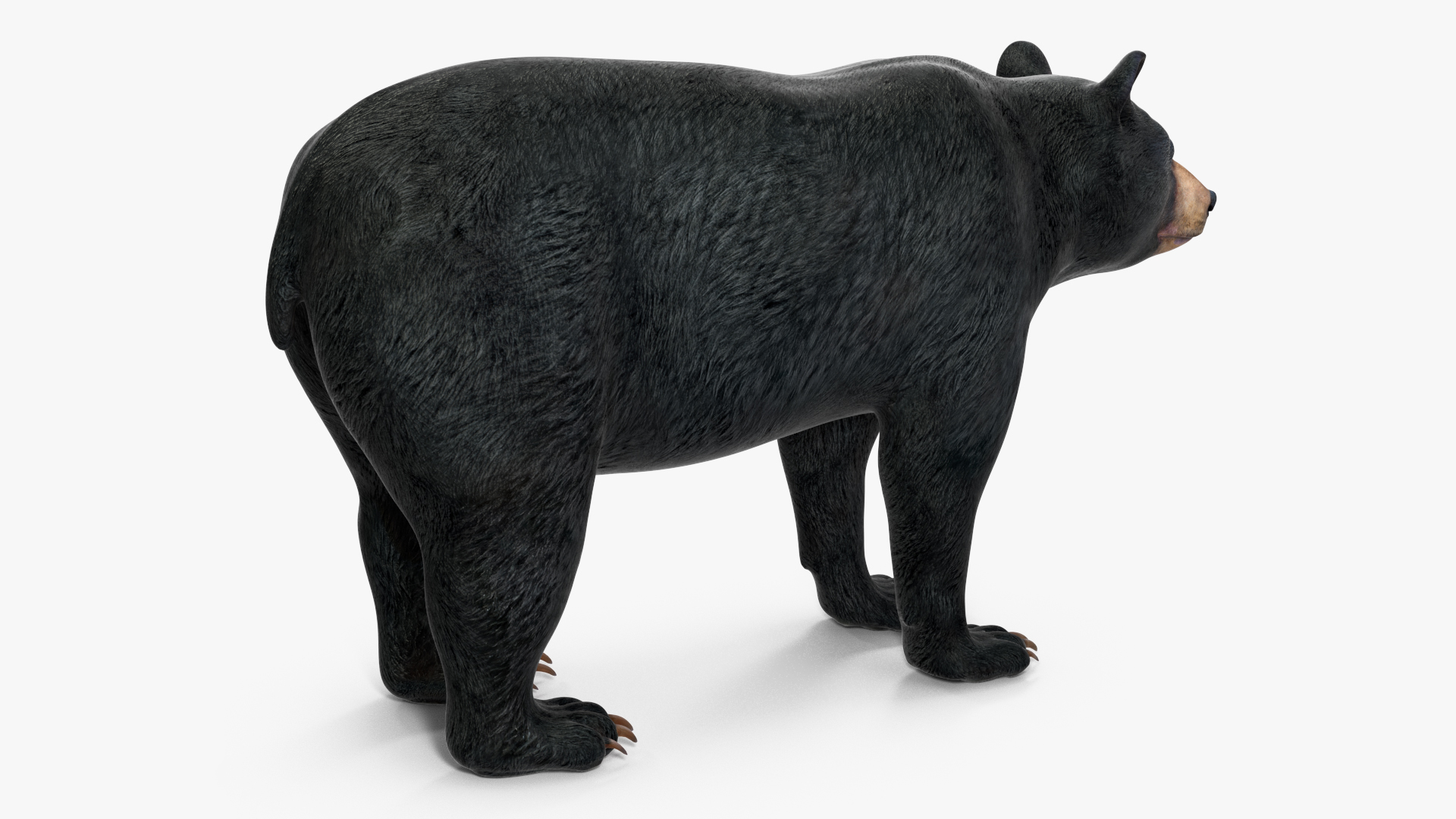 3D Black Bear Rigged for Maya