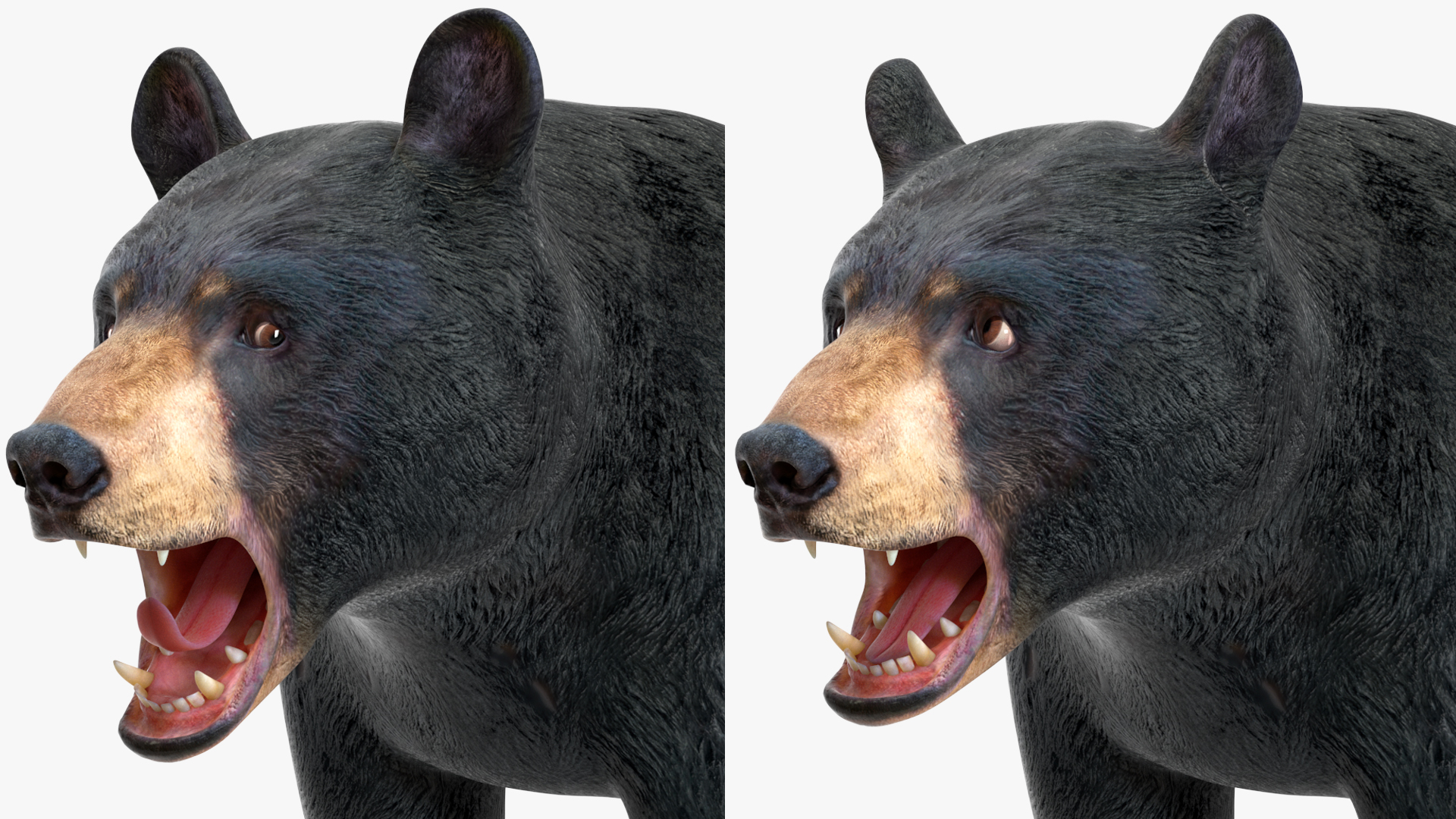 3D Black Bear Rigged for Maya