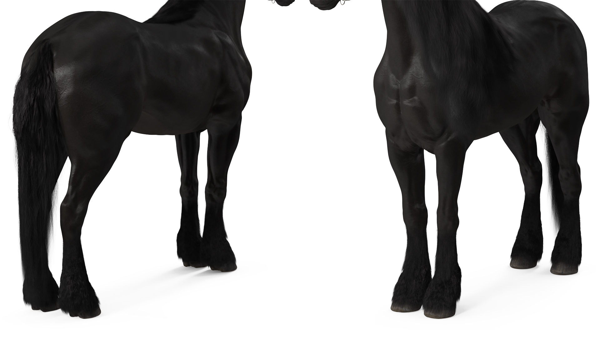 3D Friesian Horse Fur model