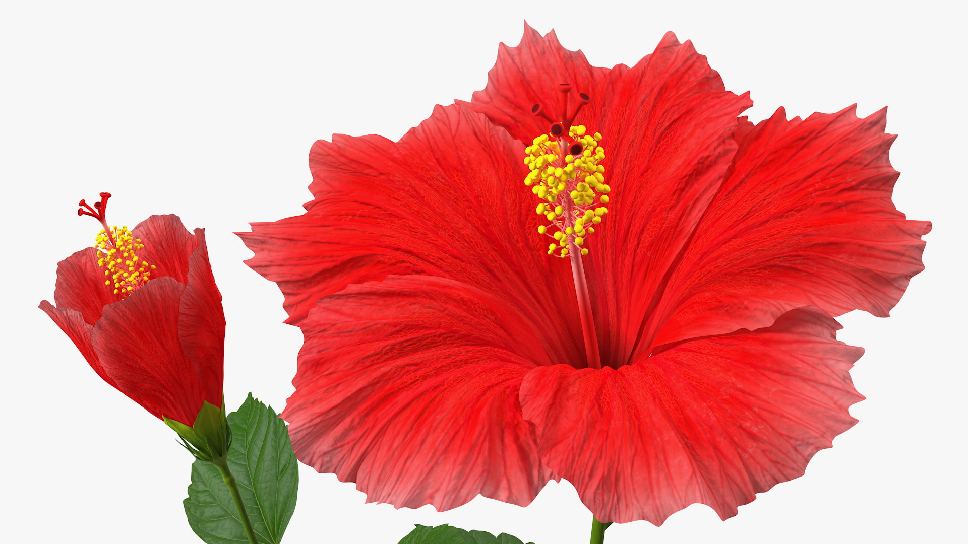 3D Hibiscus Branch with Flower Red