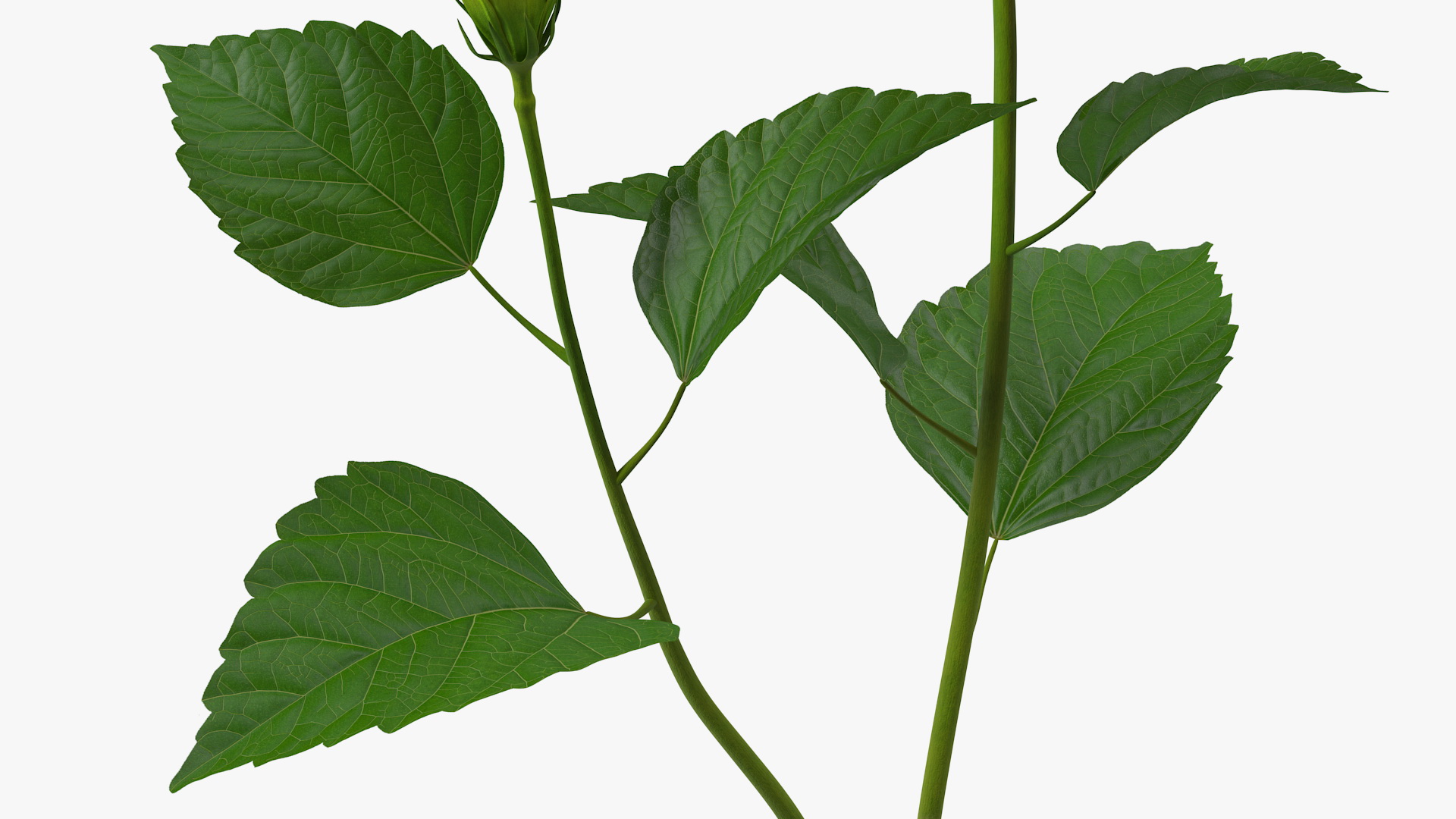 3D Hibiscus Branch with Flower Red