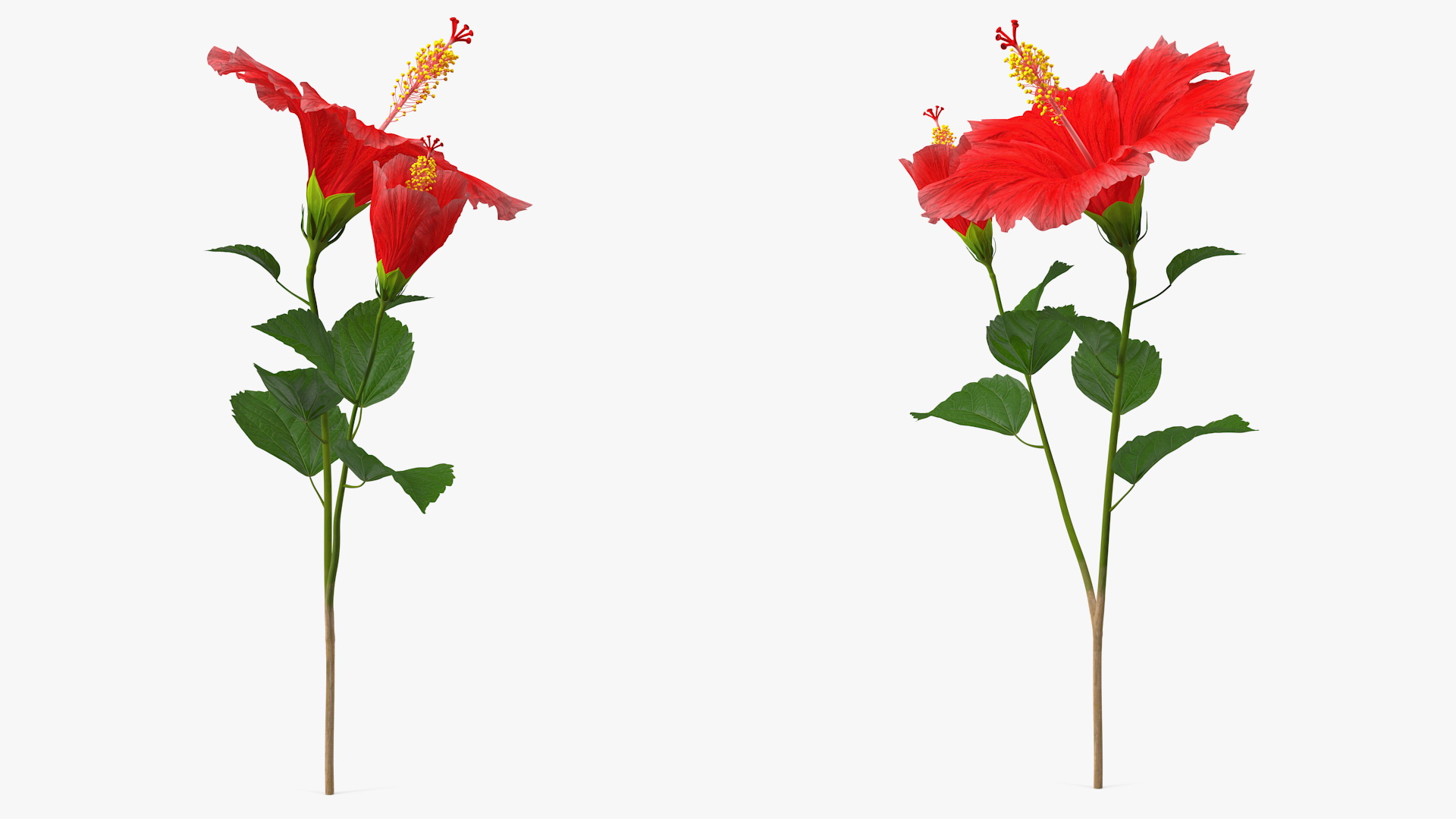 3D Hibiscus Branch with Flower Red