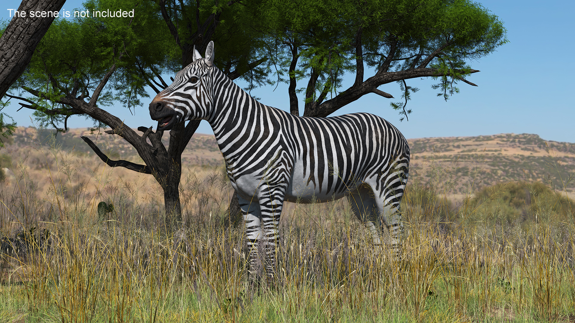 3D Zebra Adult
