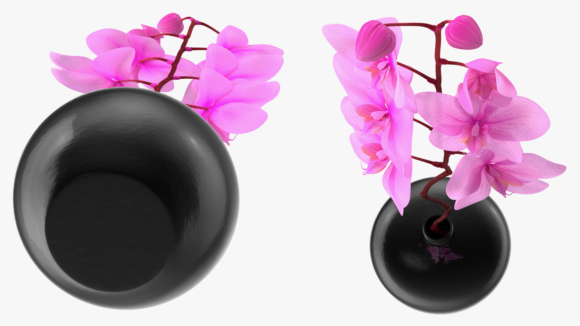 3D model Pink Orchid in Black Vase