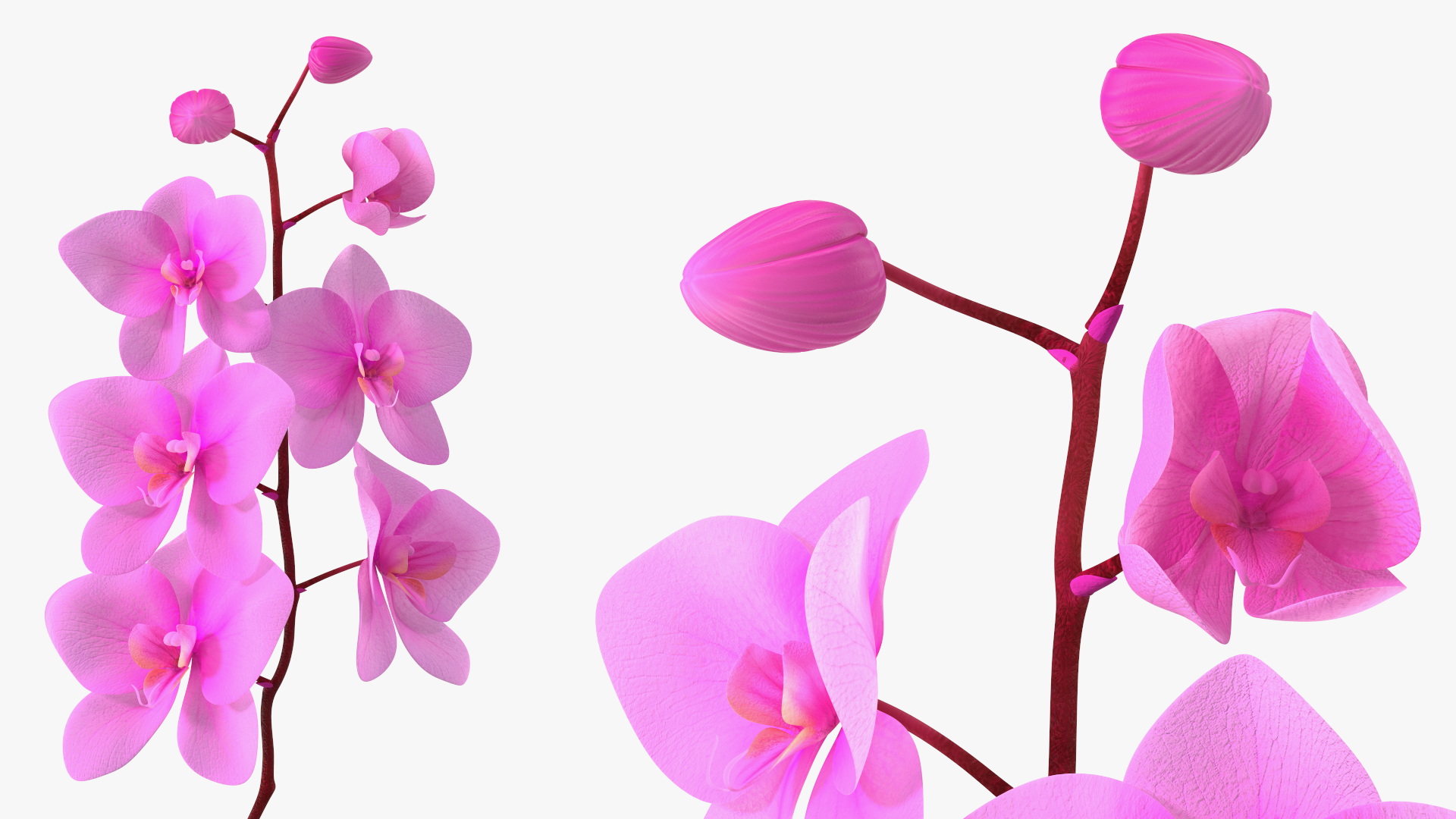 3D model Pink Orchid in Black Vase