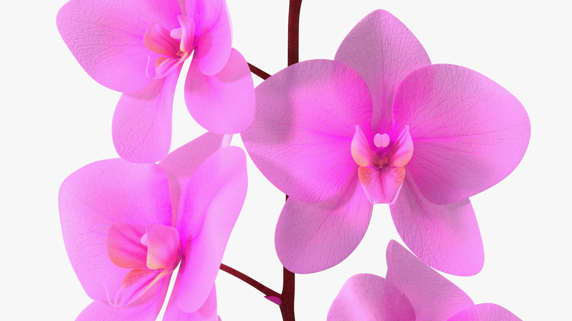 3D model Pink Orchid in Black Vase