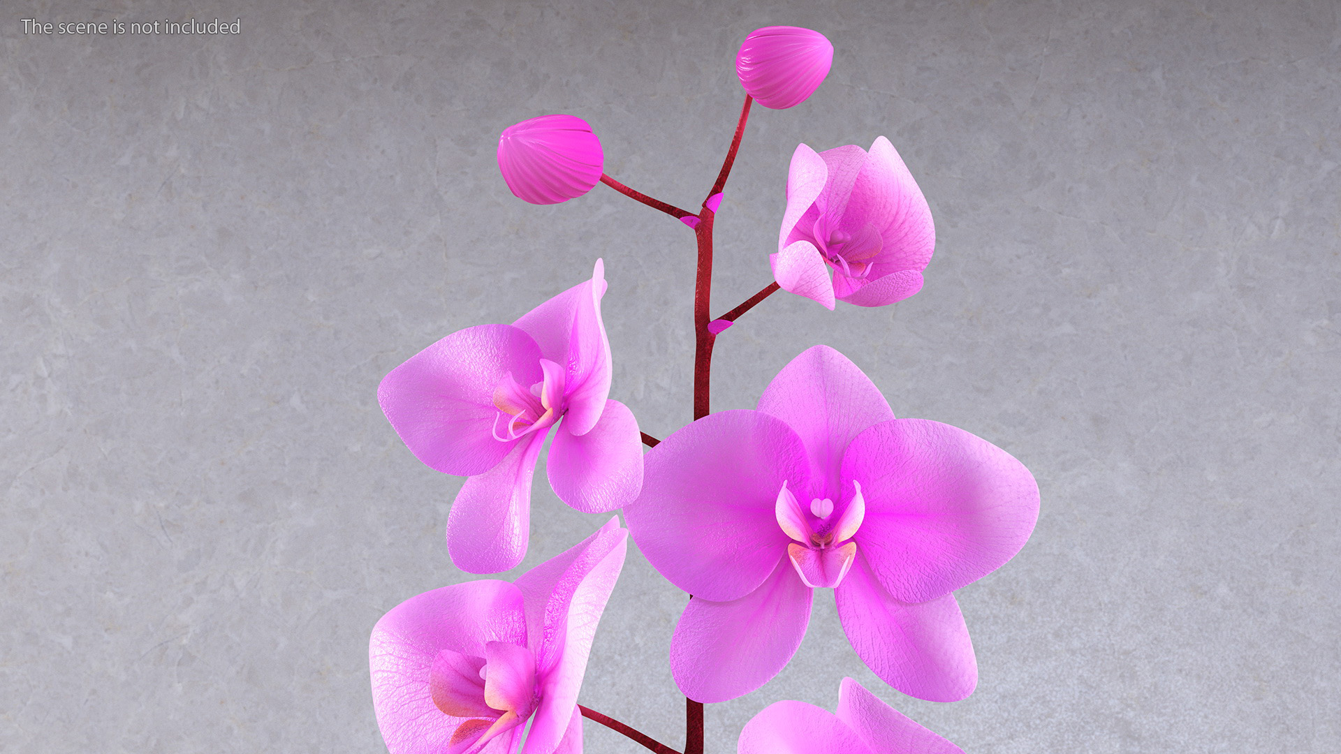 3D model Pink Orchid in Black Vase
