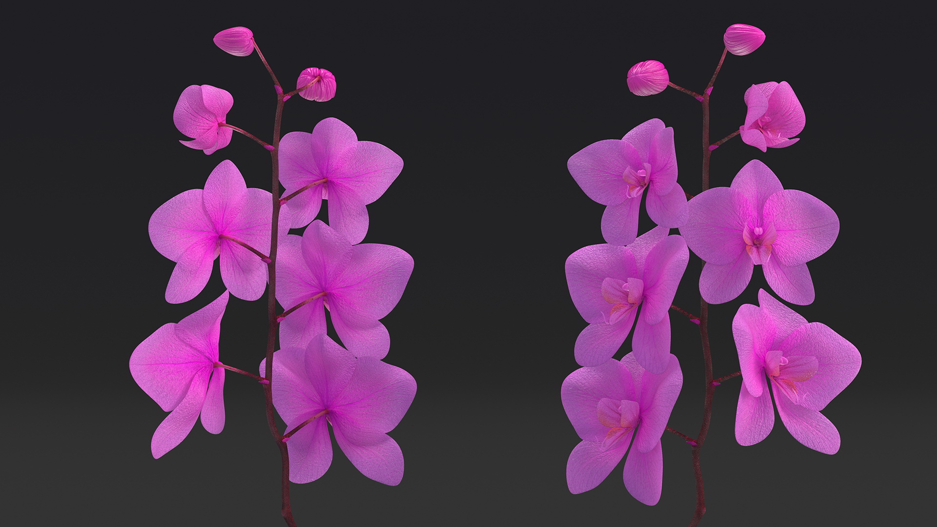 3D model Pink Orchid in Black Vase
