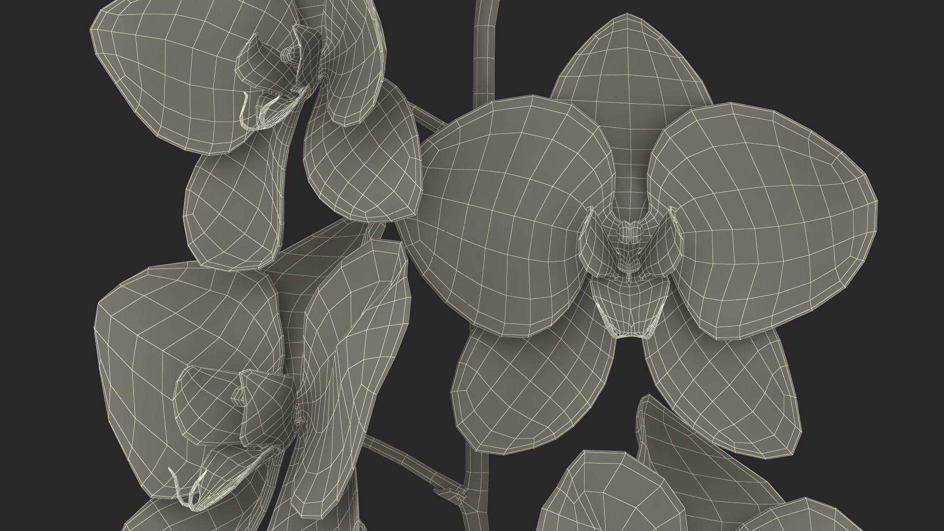 3D model Pink Orchid in Black Vase