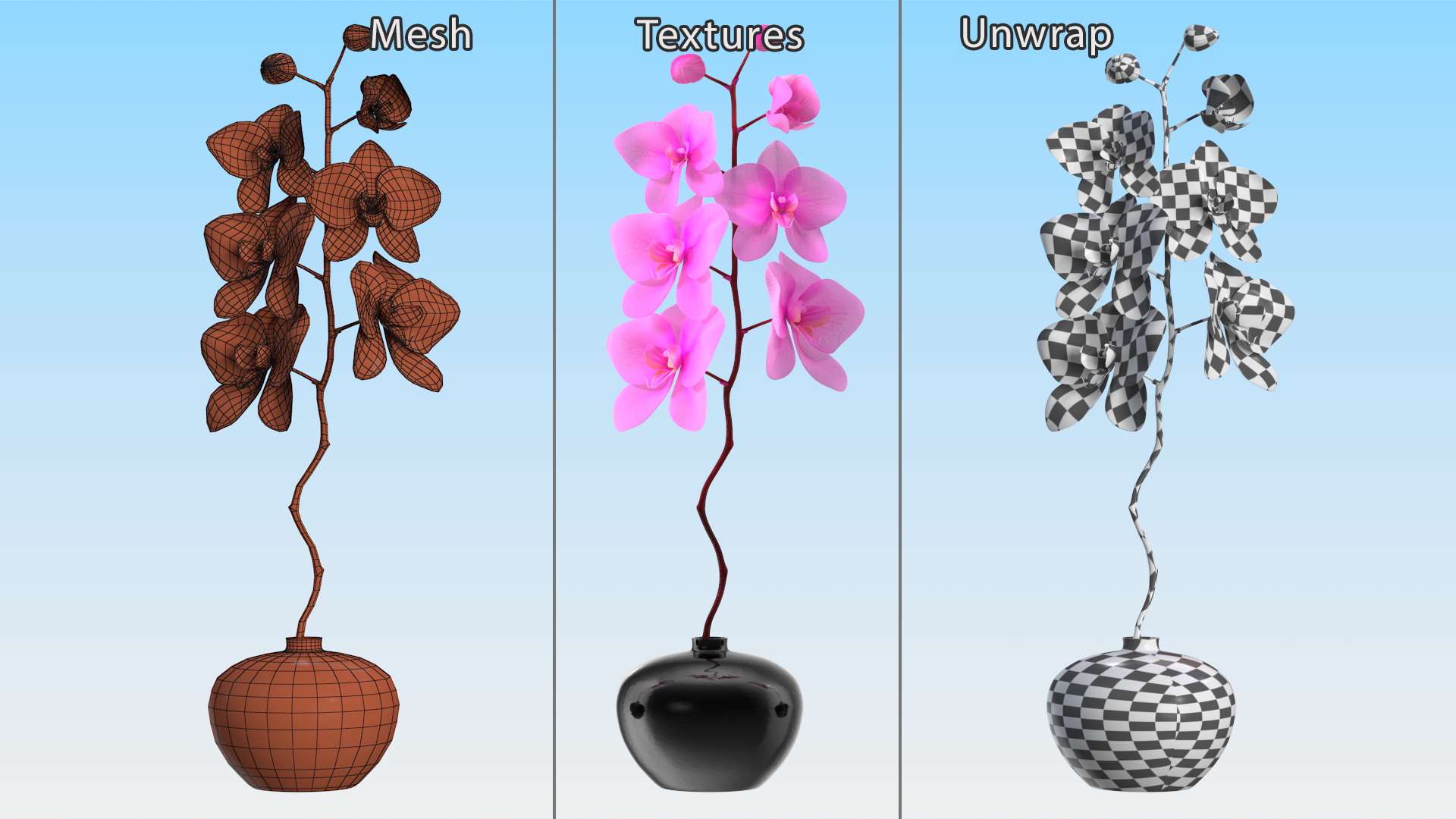 3D model Pink Orchid in Black Vase