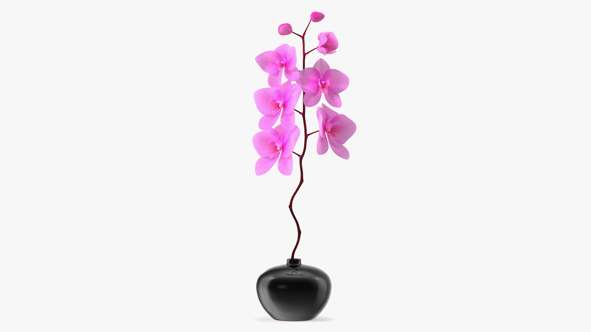 3D model Pink Orchid in Black Vase