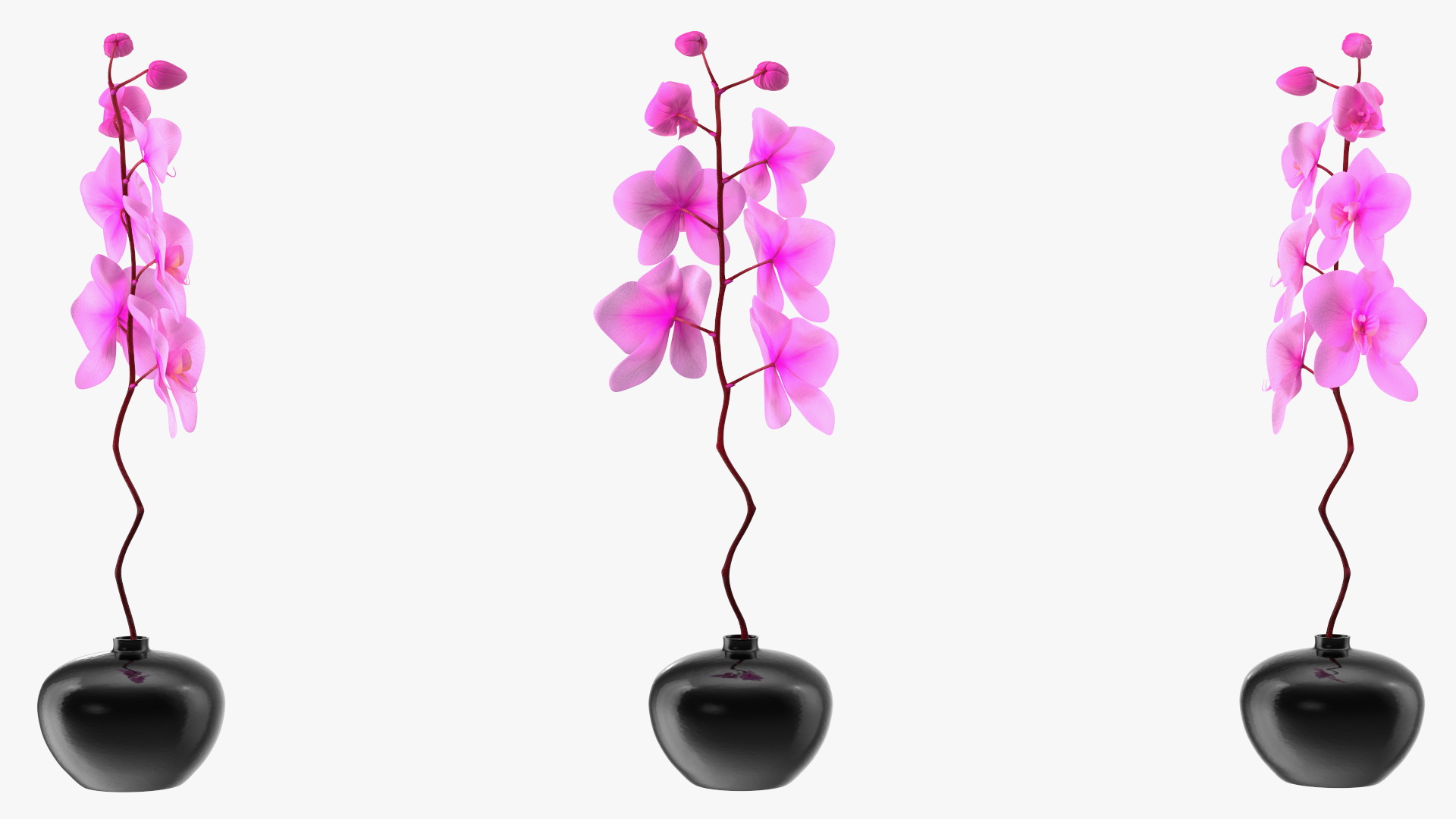 3D model Pink Orchid in Black Vase