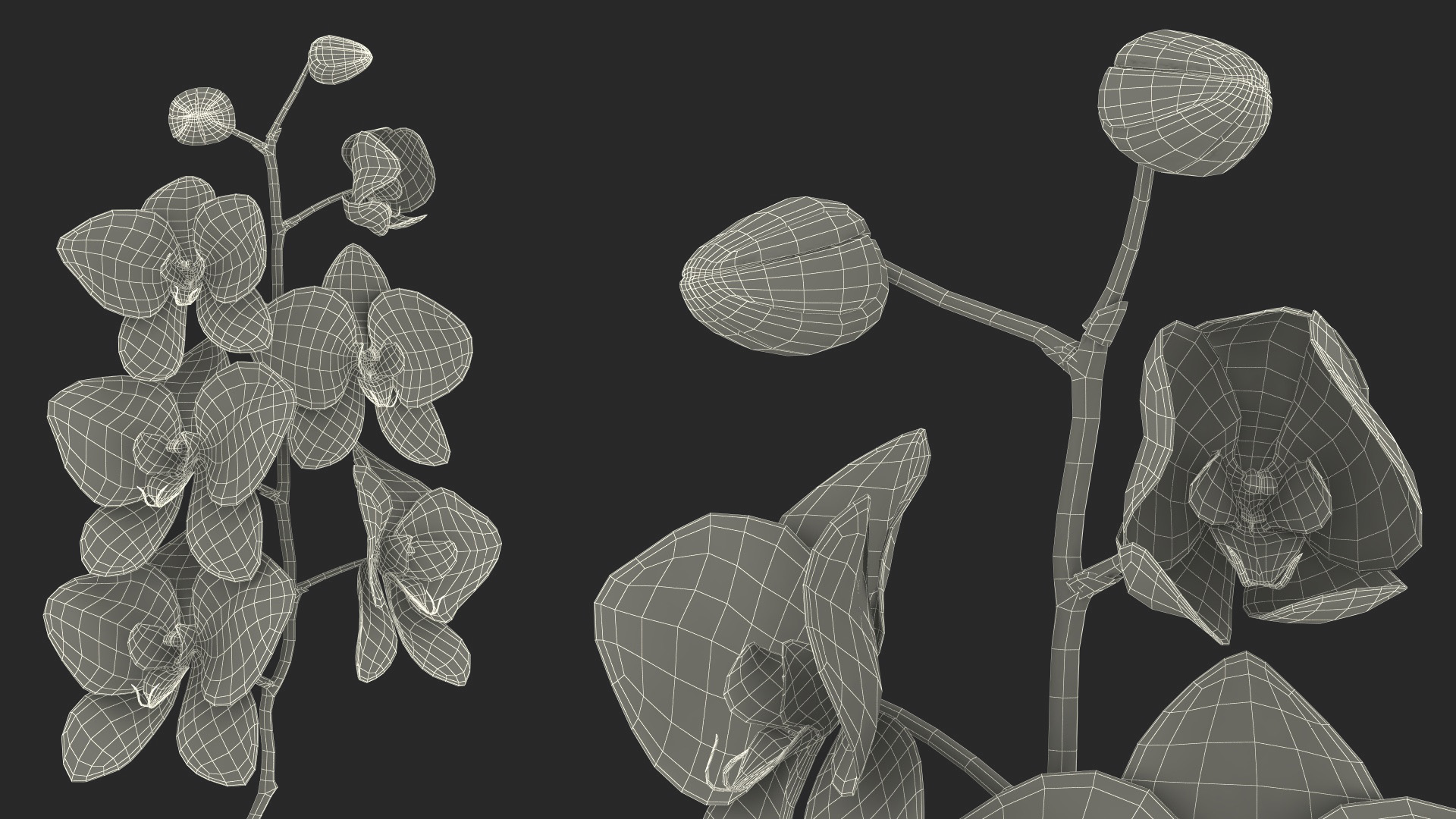 3D model Pink Orchid in Black Vase