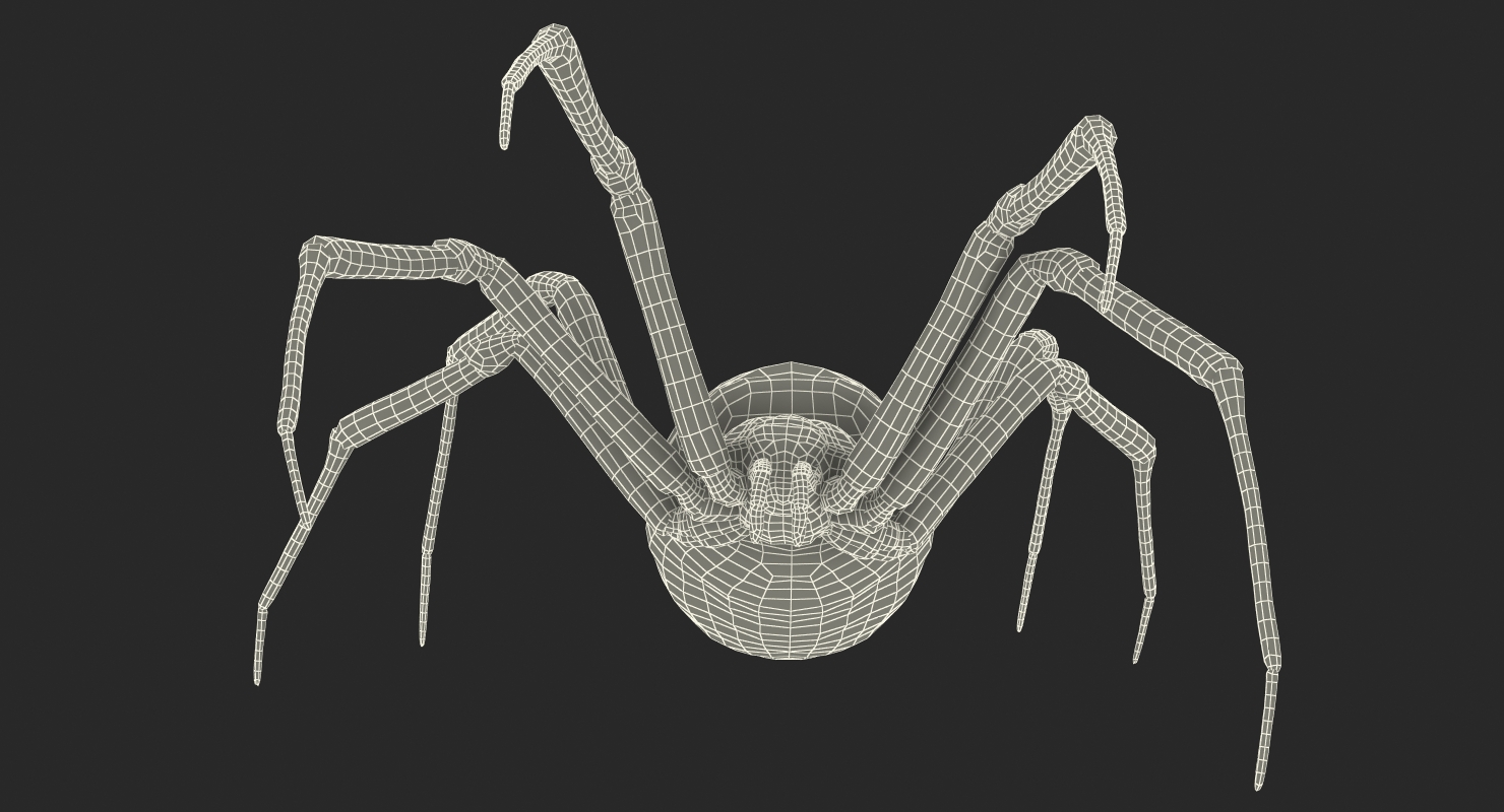 Writing Spider 3D model
