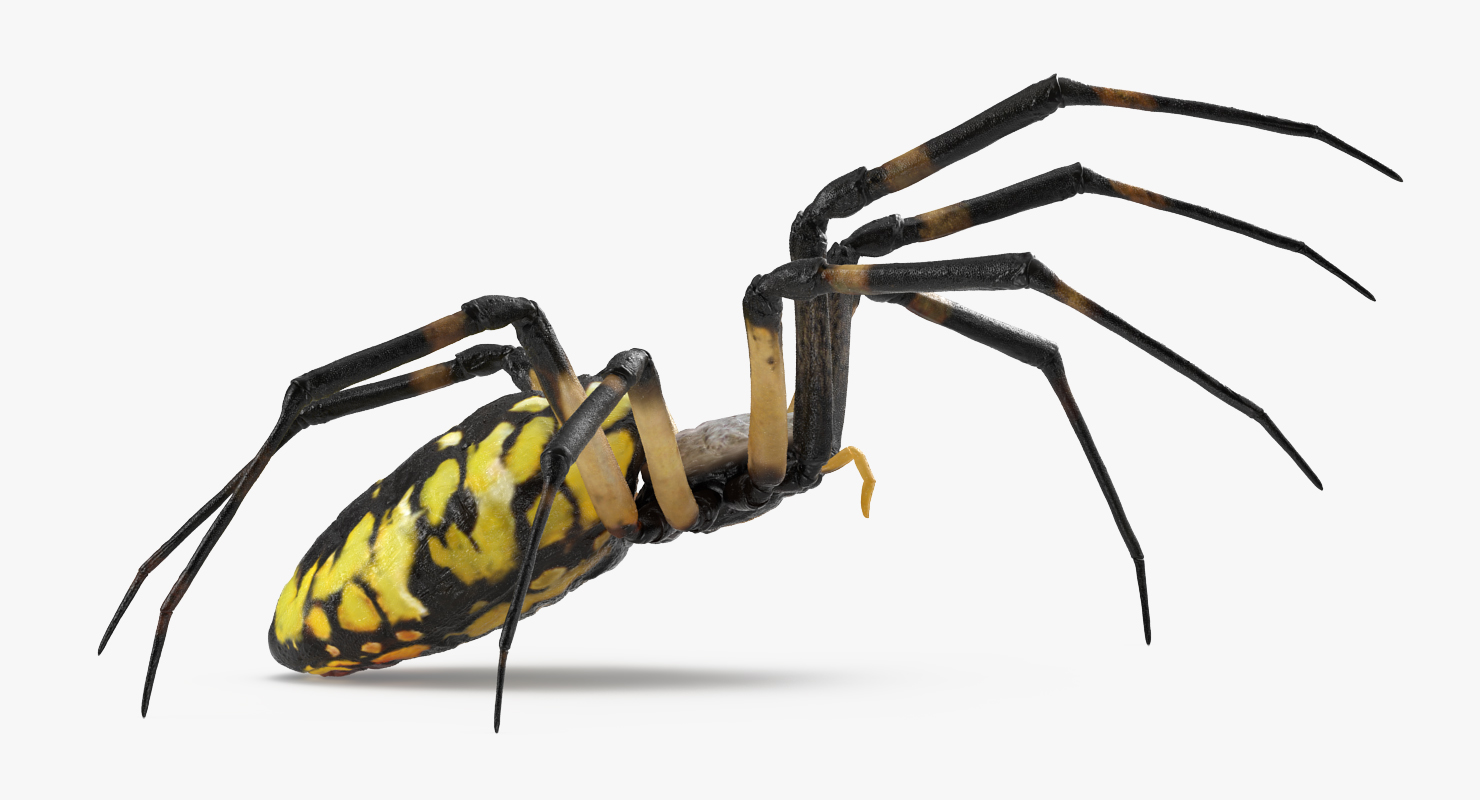 Writing Spider 3D model