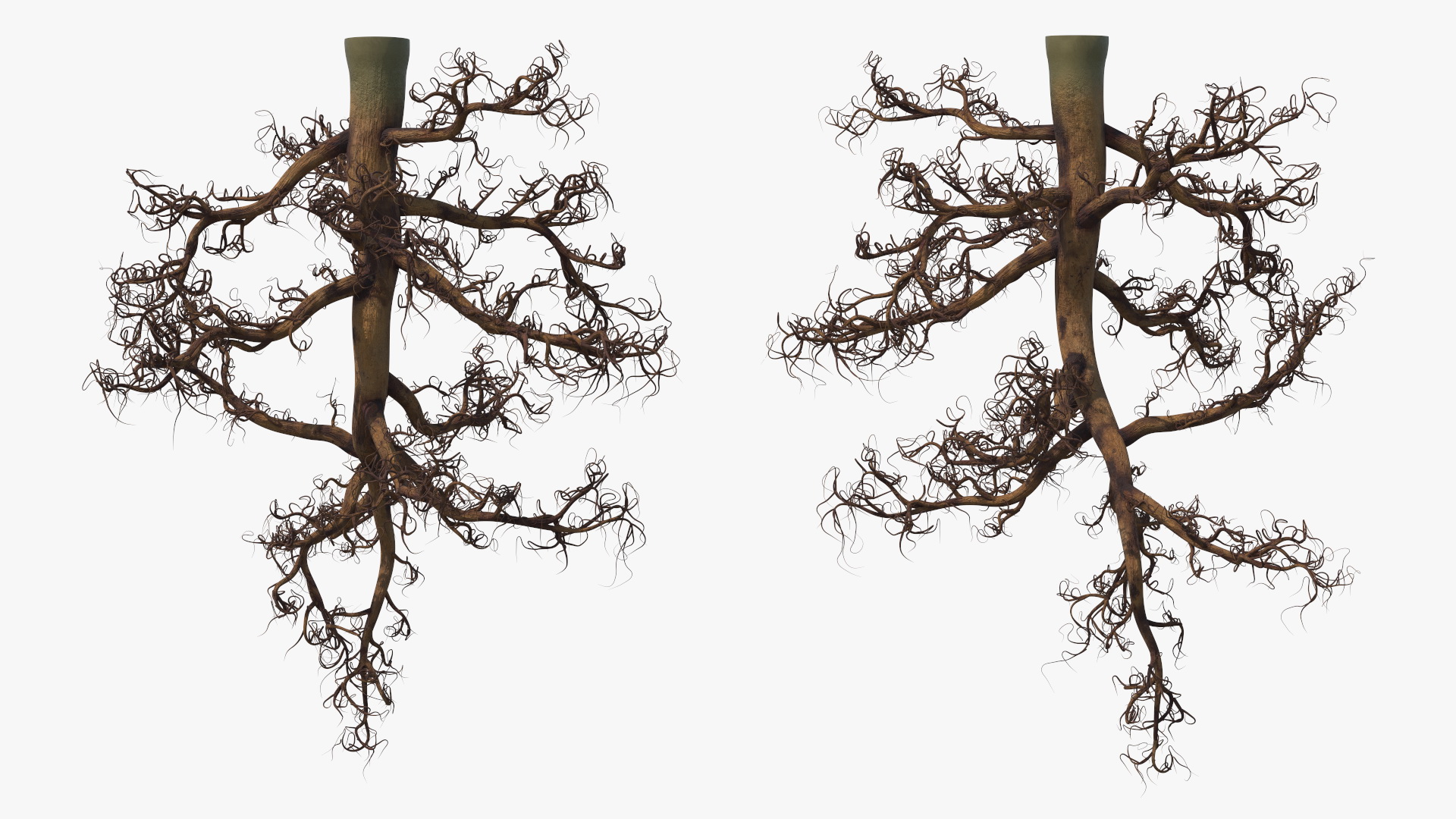 3D Plant Roots