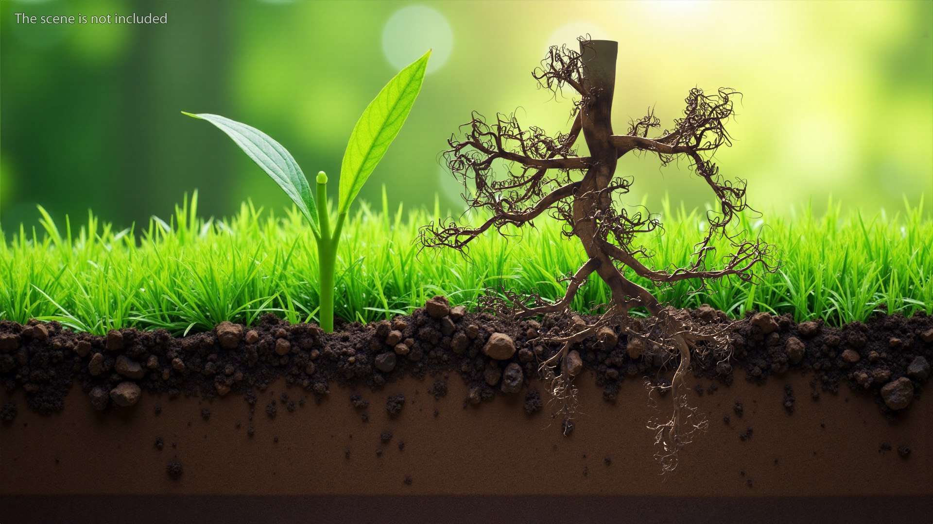 3D Plant Roots