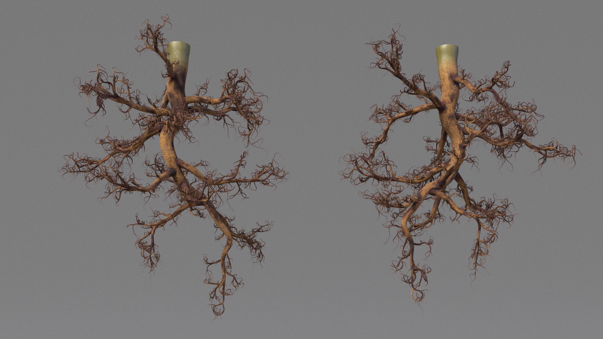 3D Plant Roots