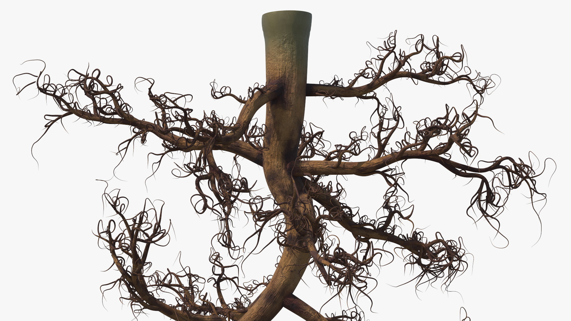 3D Plant Roots