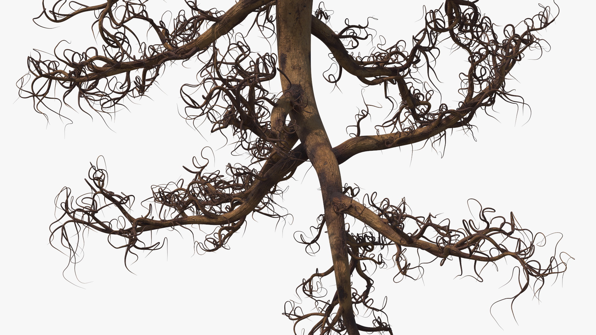 3D Plant Roots