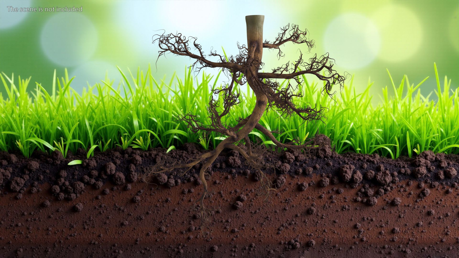 3D Plant Roots