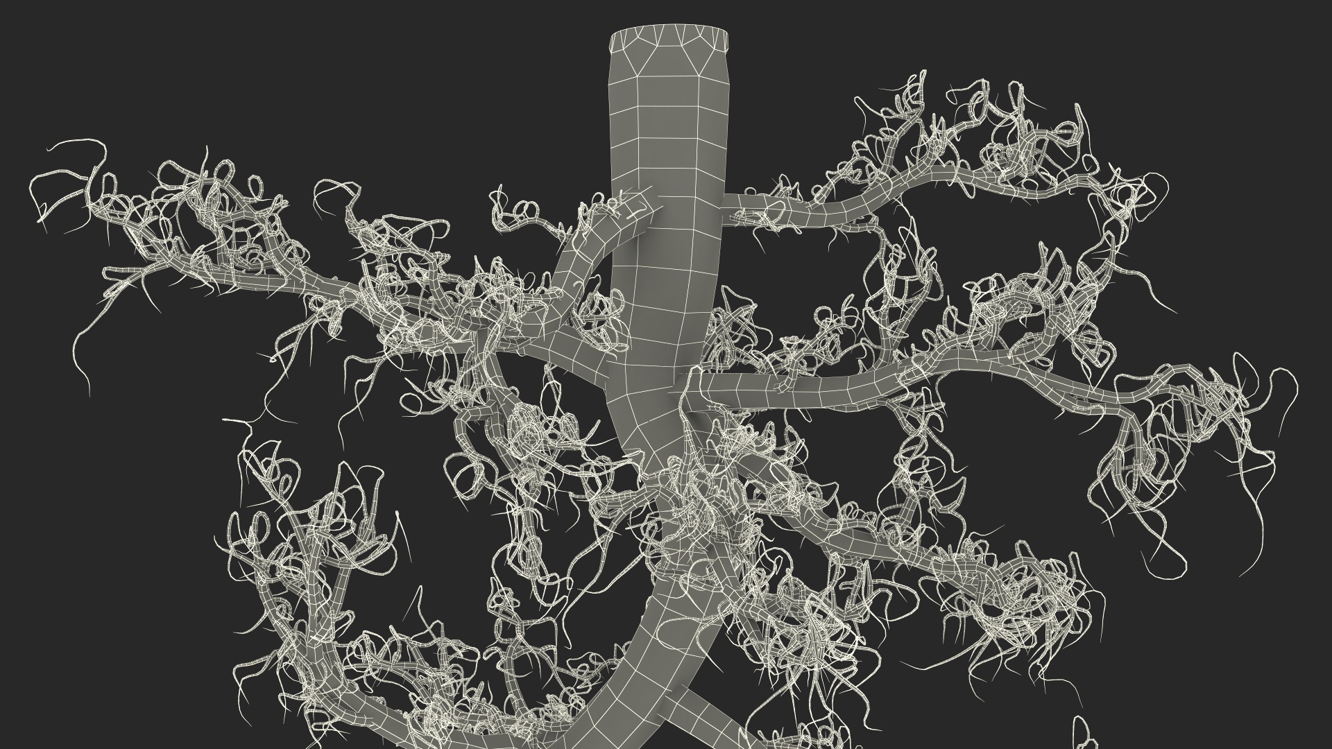 3D Plant Roots