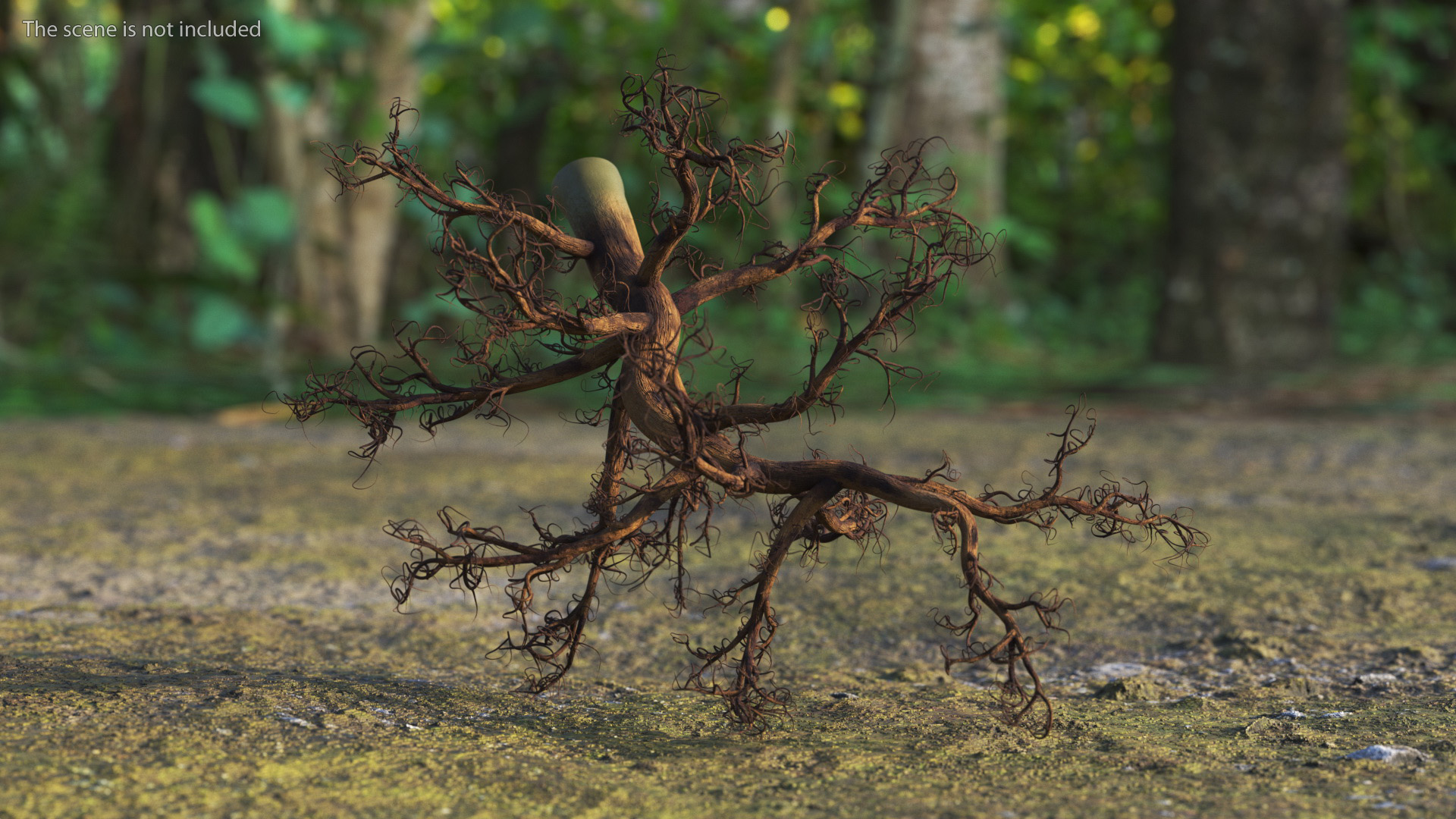 3D Plant Roots