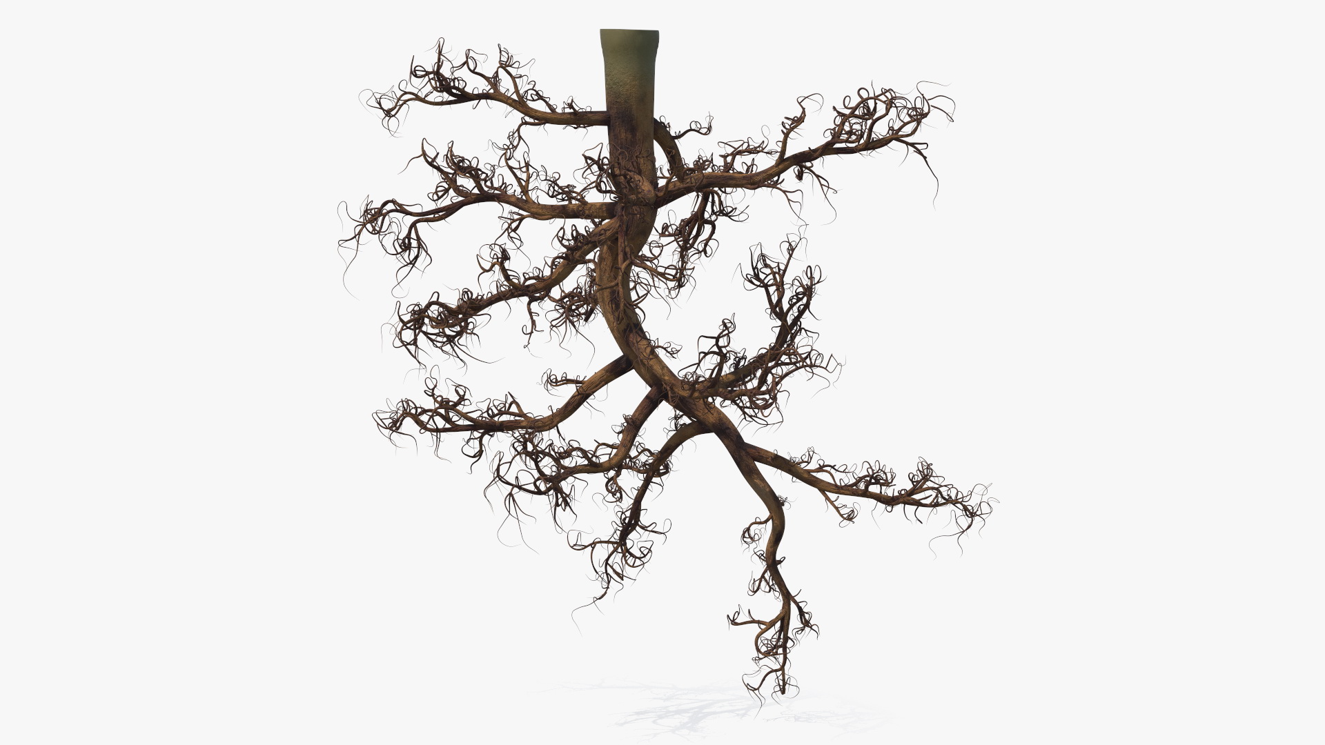 3D Plant Roots