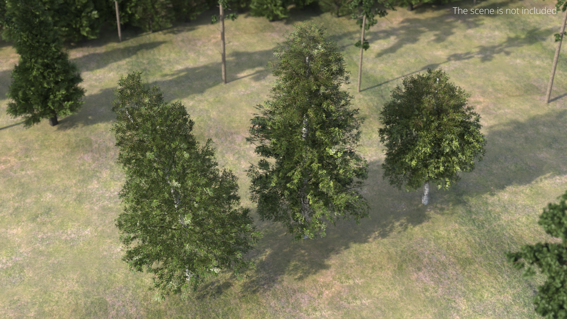 Low Poly Birch Trees Set Green - view 3