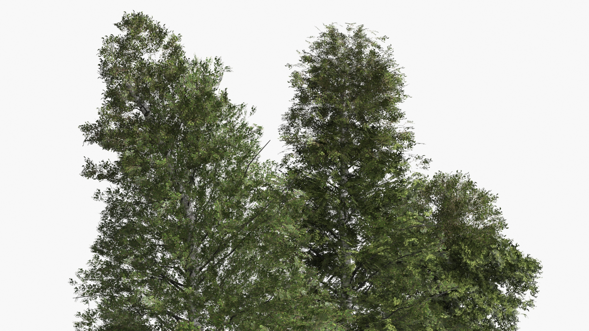Low Poly Birch Trees Set Green - view 5