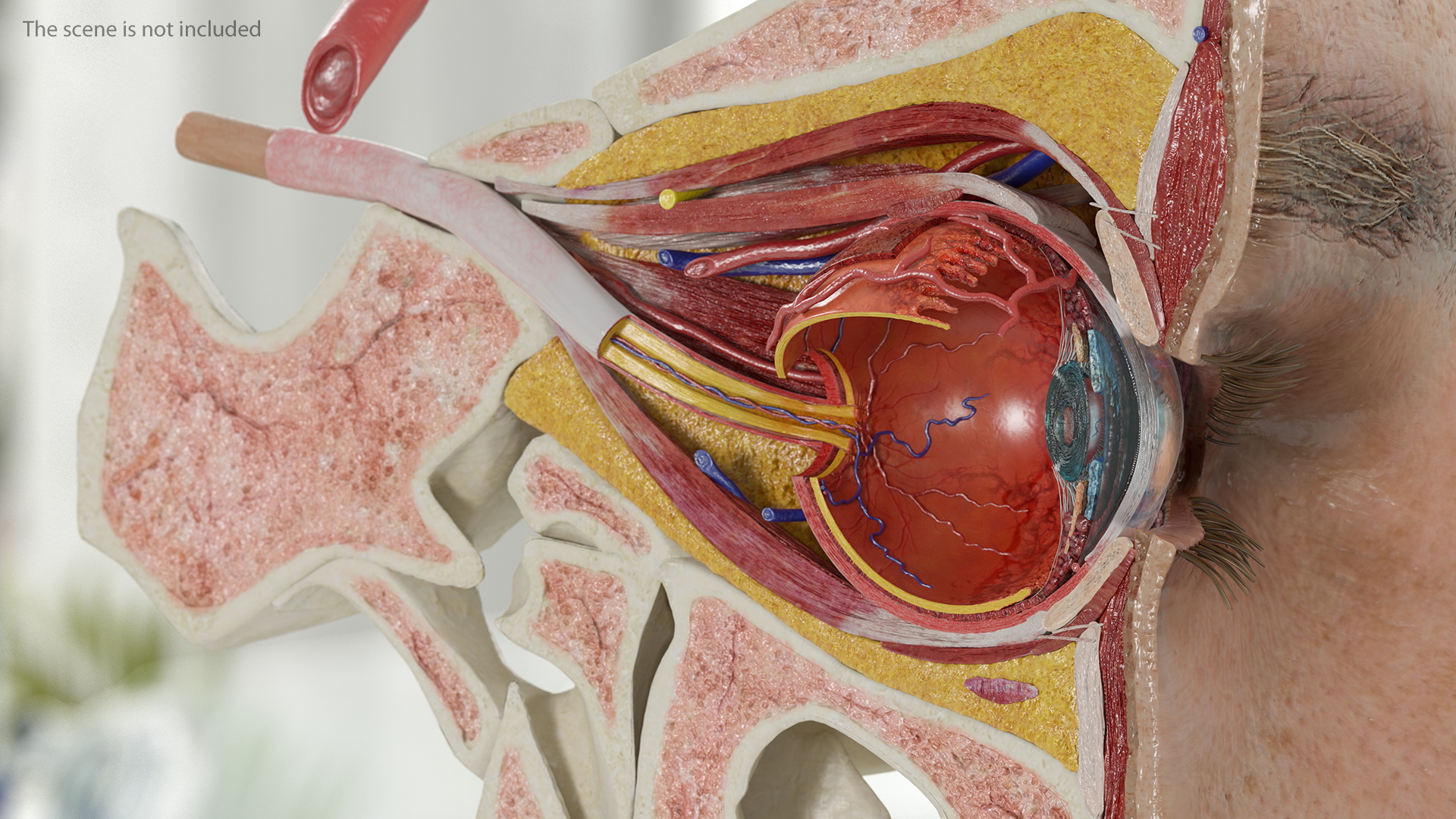 3D model Eye Anatomy Cross-Section
